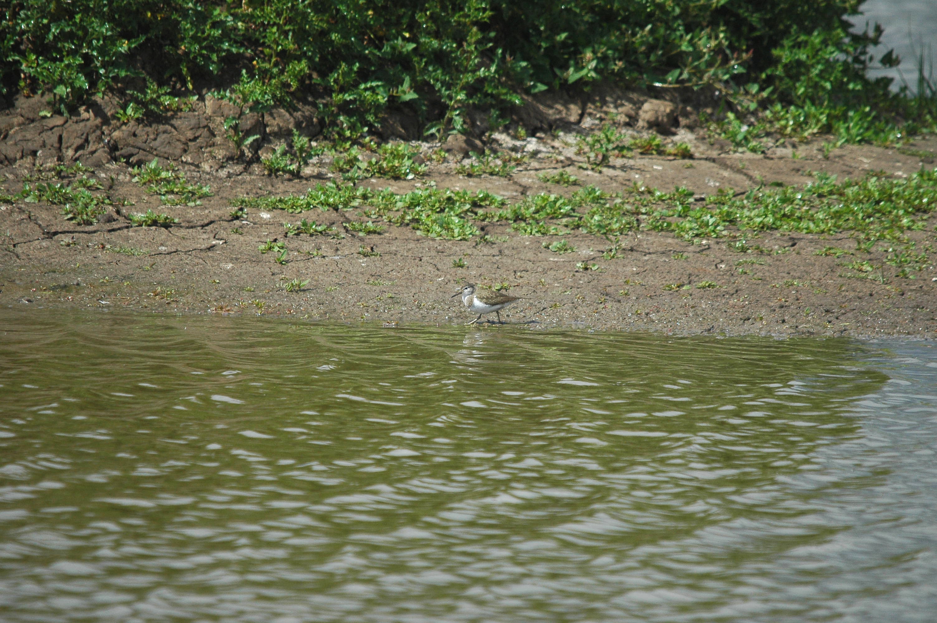photos/wildlife/Bird_Species/063-Waders/1563-Common_Sandpiper/dsc_2639.jpg