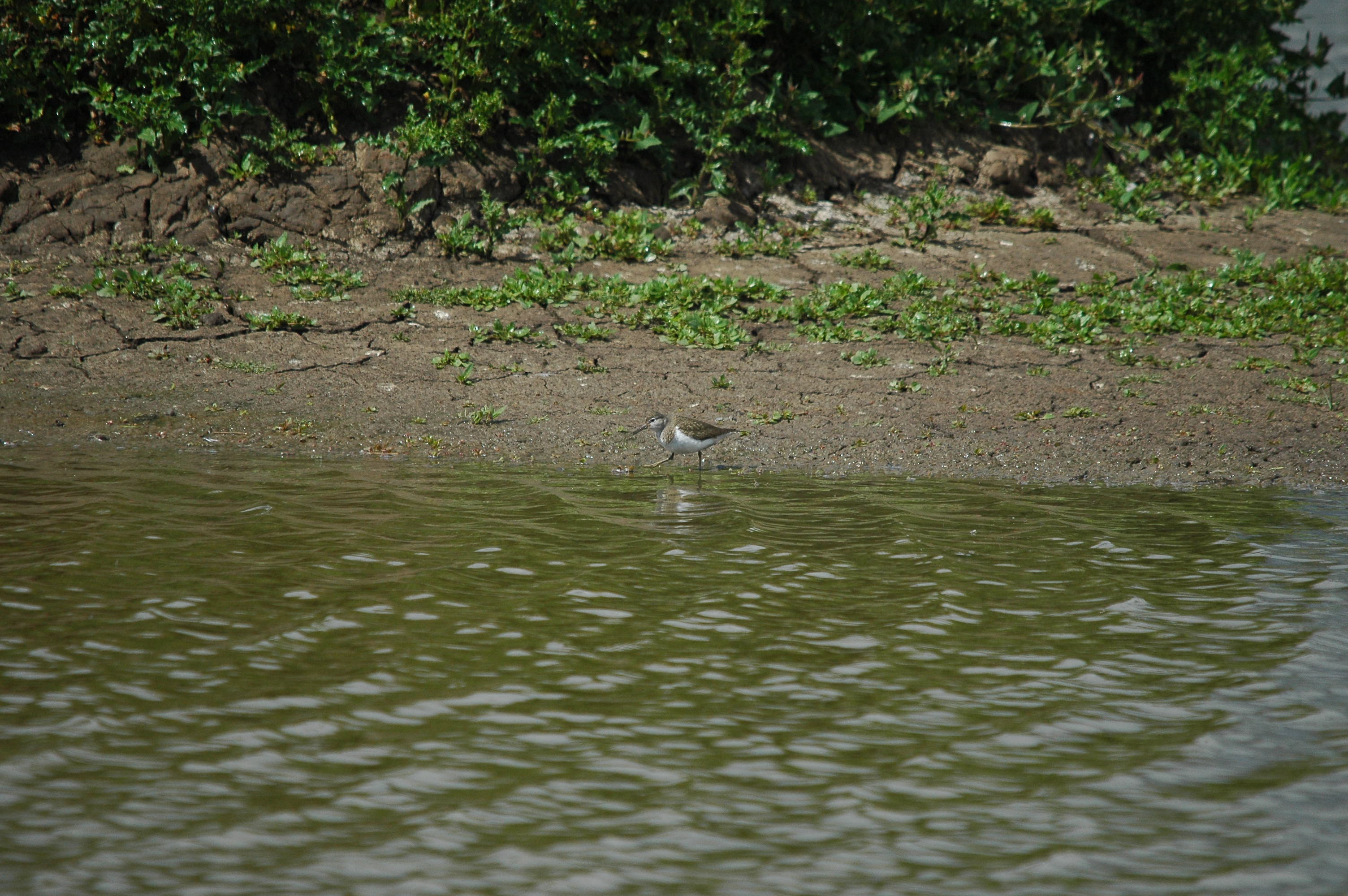 photos/wildlife/Bird_Species/063-Waders/1563-Common_Sandpiper/dsc_2640.jpg