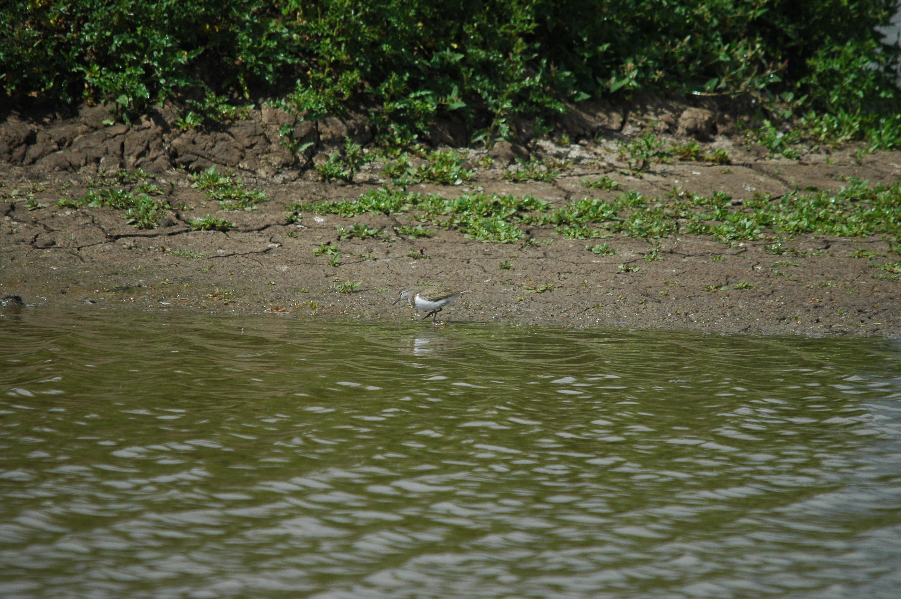 photos/wildlife/Bird_Species/063-Waders/1563-Common_Sandpiper/dsc_2641.jpg
