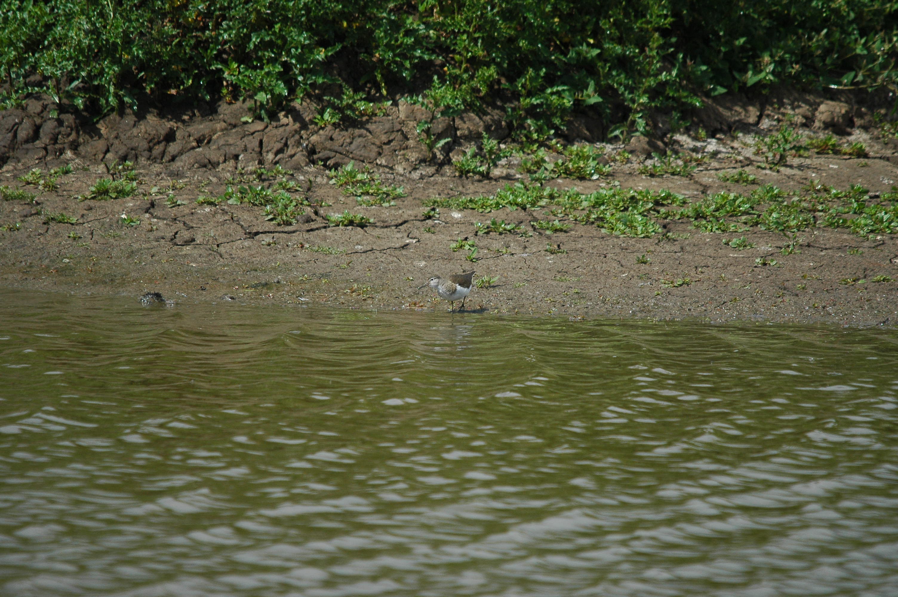 photos/wildlife/Bird_Species/063-Waders/1563-Common_Sandpiper/dsc_2642.jpg