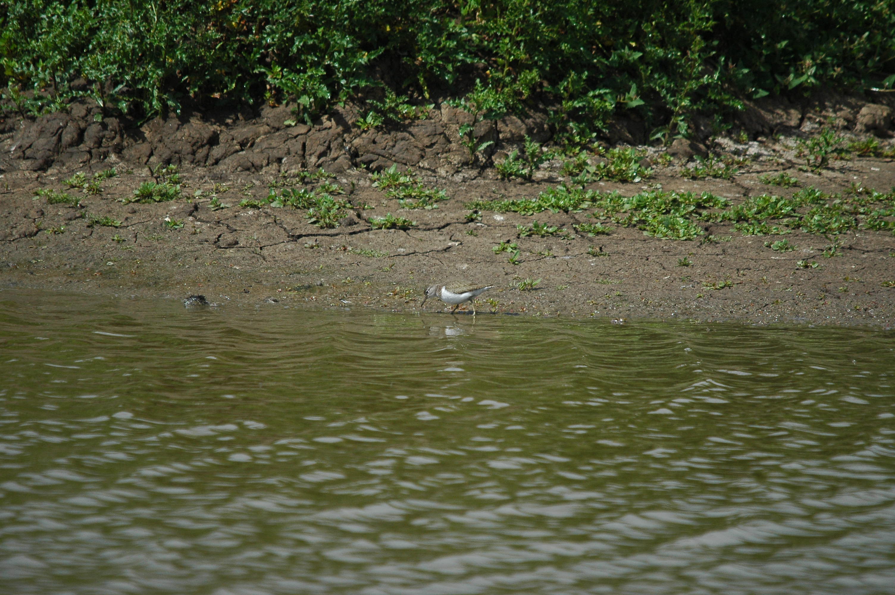 photos/wildlife/Bird_Species/063-Waders/1563-Common_Sandpiper/dsc_2643.jpg