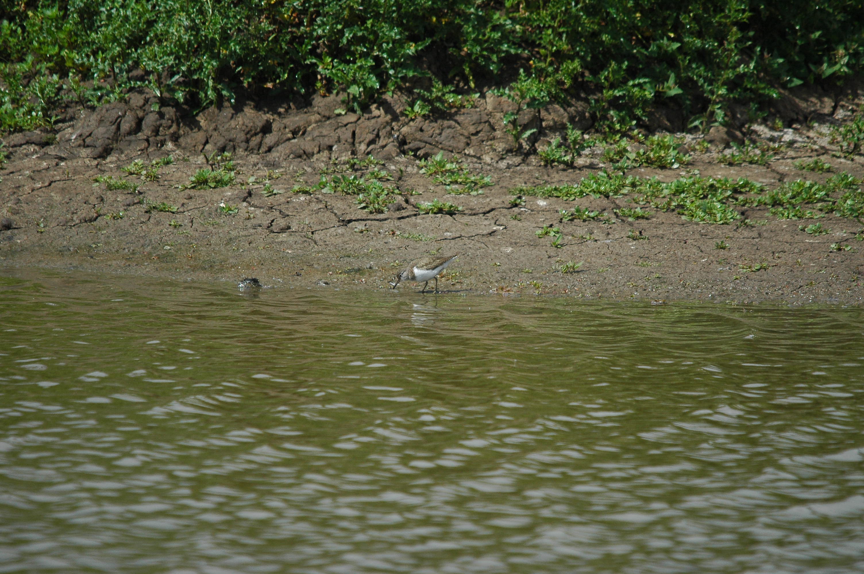 photos/wildlife/Bird_Species/063-Waders/1563-Common_Sandpiper/dsc_2644.jpg