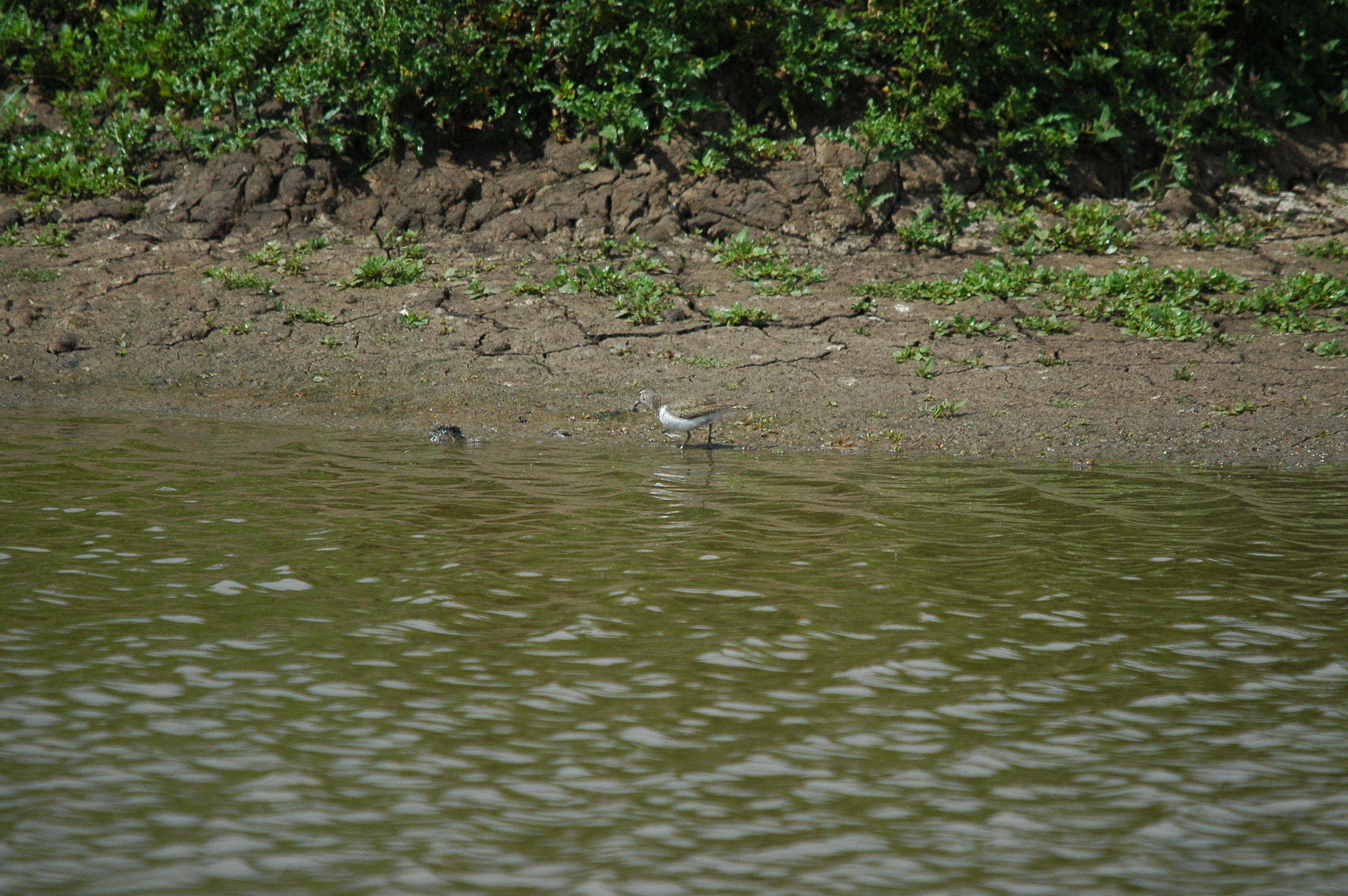 photos/wildlife/Bird_Species/063-Waders/1563-Common_Sandpiper/dsc_2645.jpg