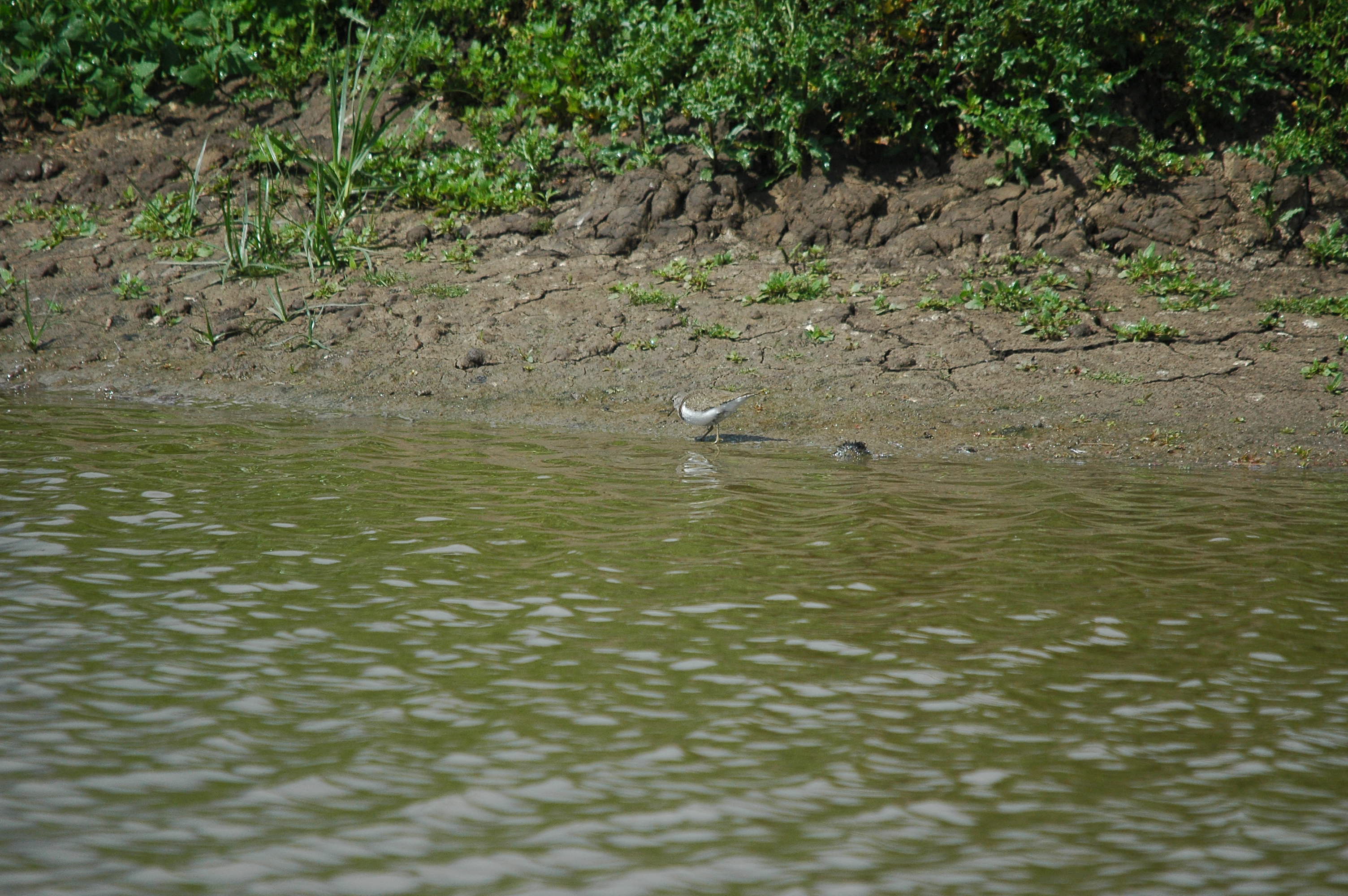photos/wildlife/Bird_Species/063-Waders/1563-Common_Sandpiper/dsc_2646.jpg