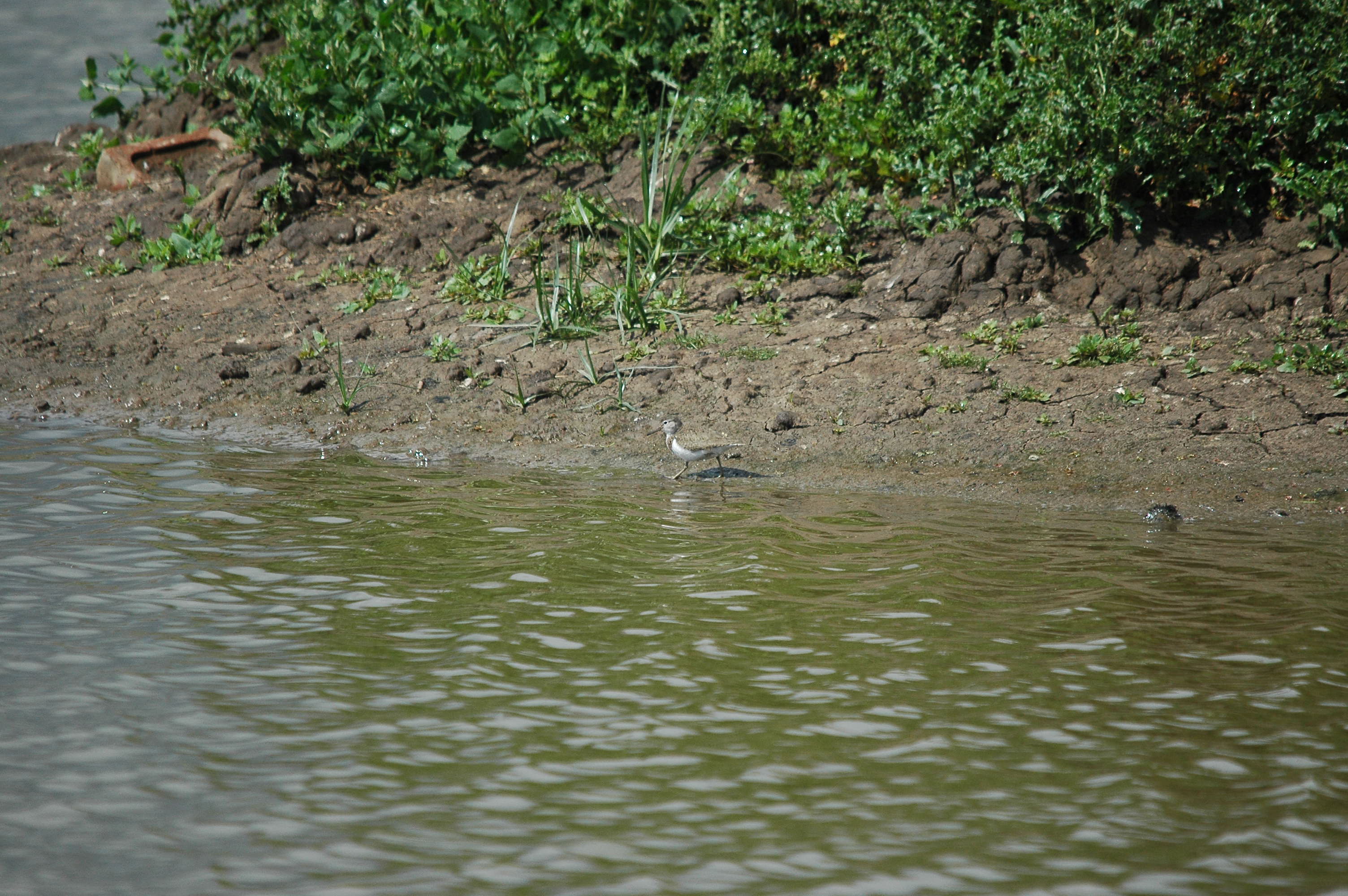 photos/wildlife/Bird_Species/063-Waders/1563-Common_Sandpiper/dsc_2647.jpg