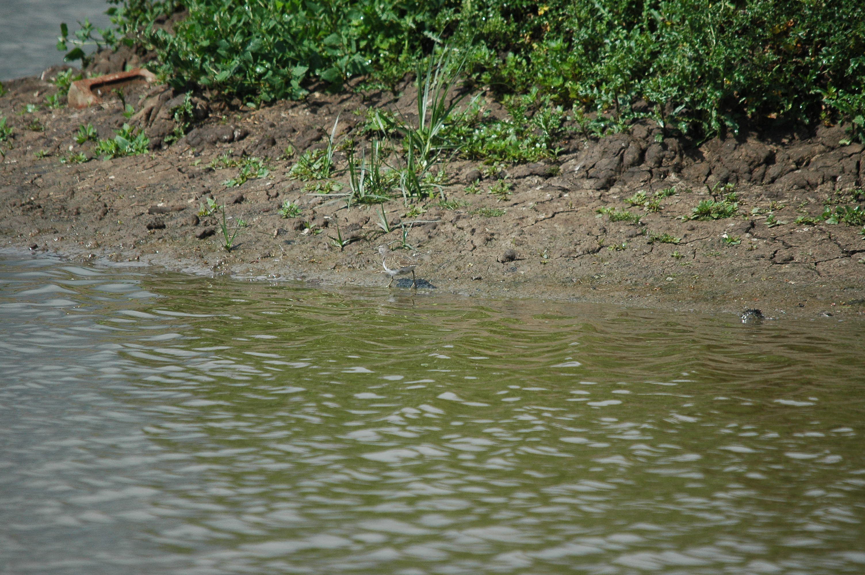 photos/wildlife/Bird_Species/063-Waders/1563-Common_Sandpiper/dsc_2648.jpg