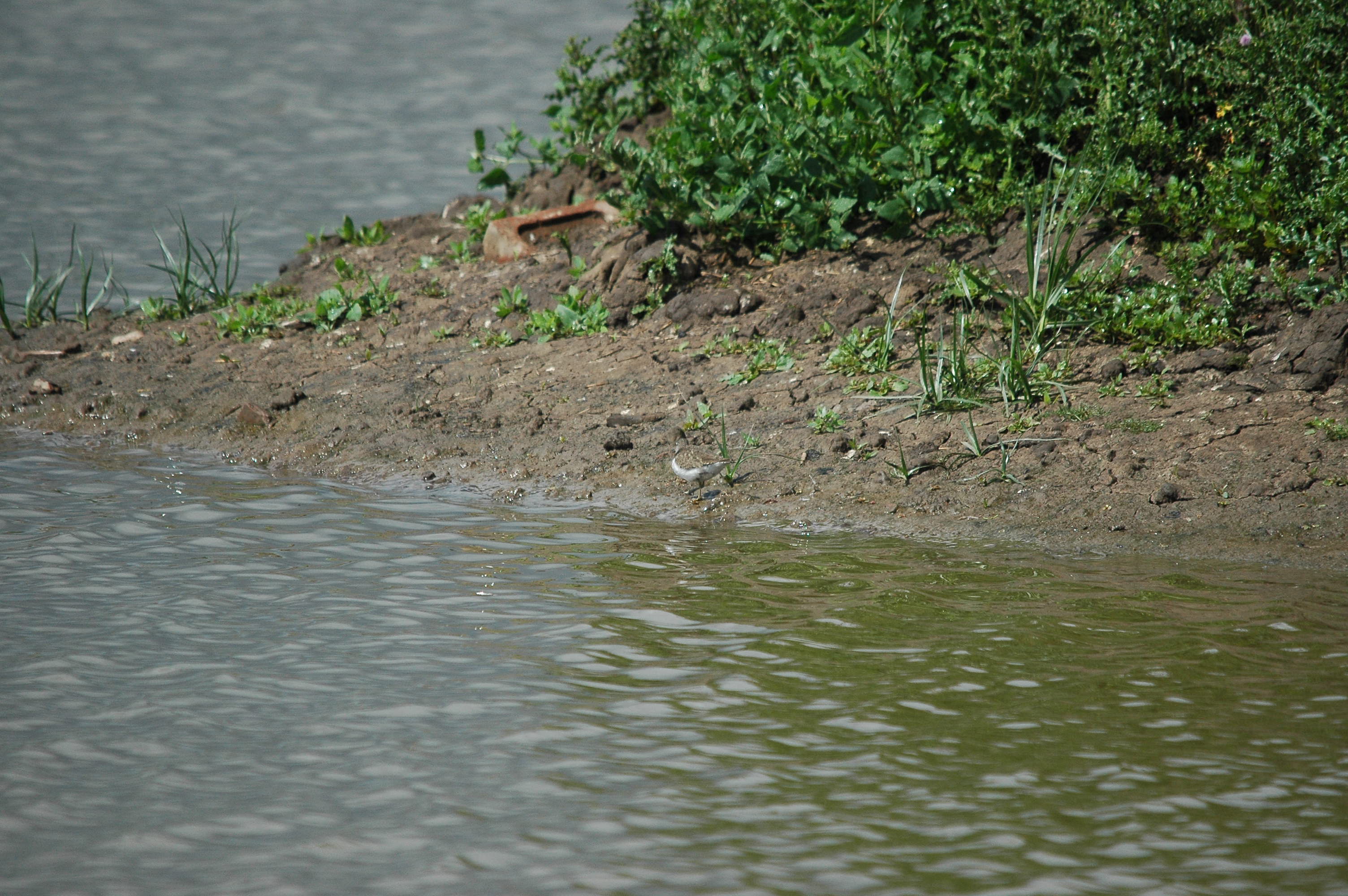 photos/wildlife/Bird_Species/063-Waders/1563-Common_Sandpiper/dsc_2649.jpg