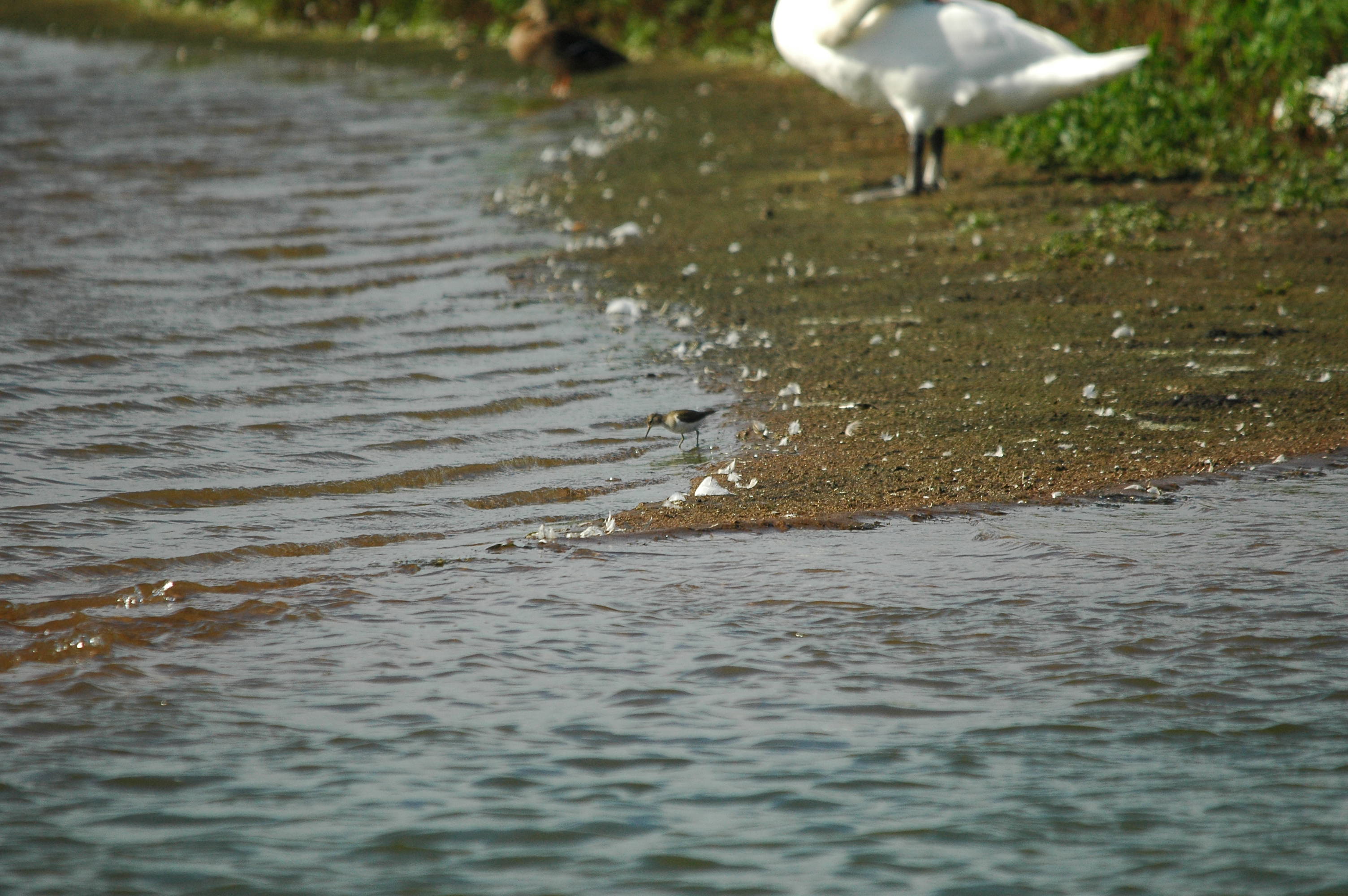 photos/wildlife/Bird_Species/063-Waders/1563-Common_Sandpiper/dsc_3155.jpg