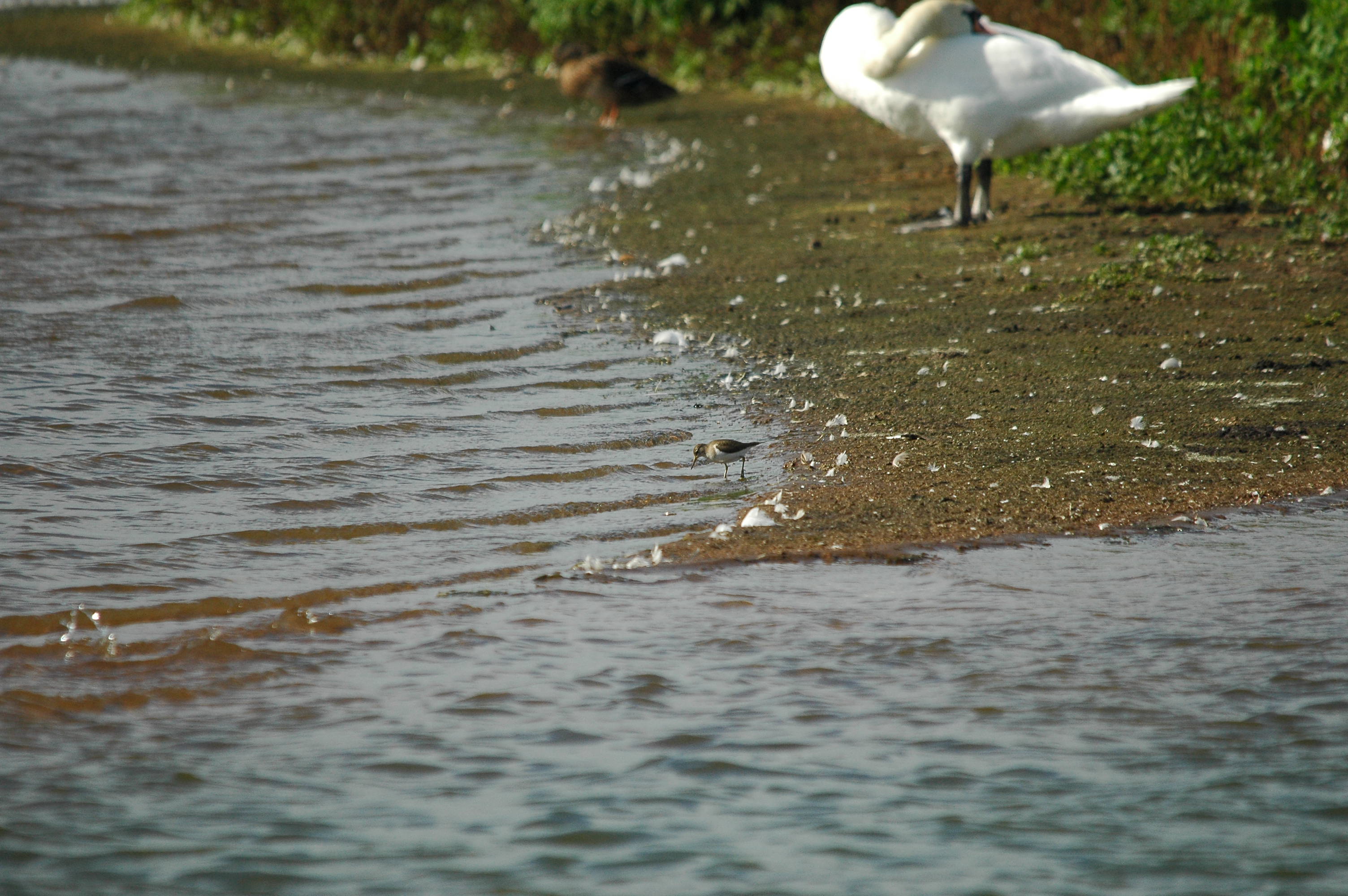 photos/wildlife/Bird_Species/063-Waders/1563-Common_Sandpiper/dsc_3156.jpg