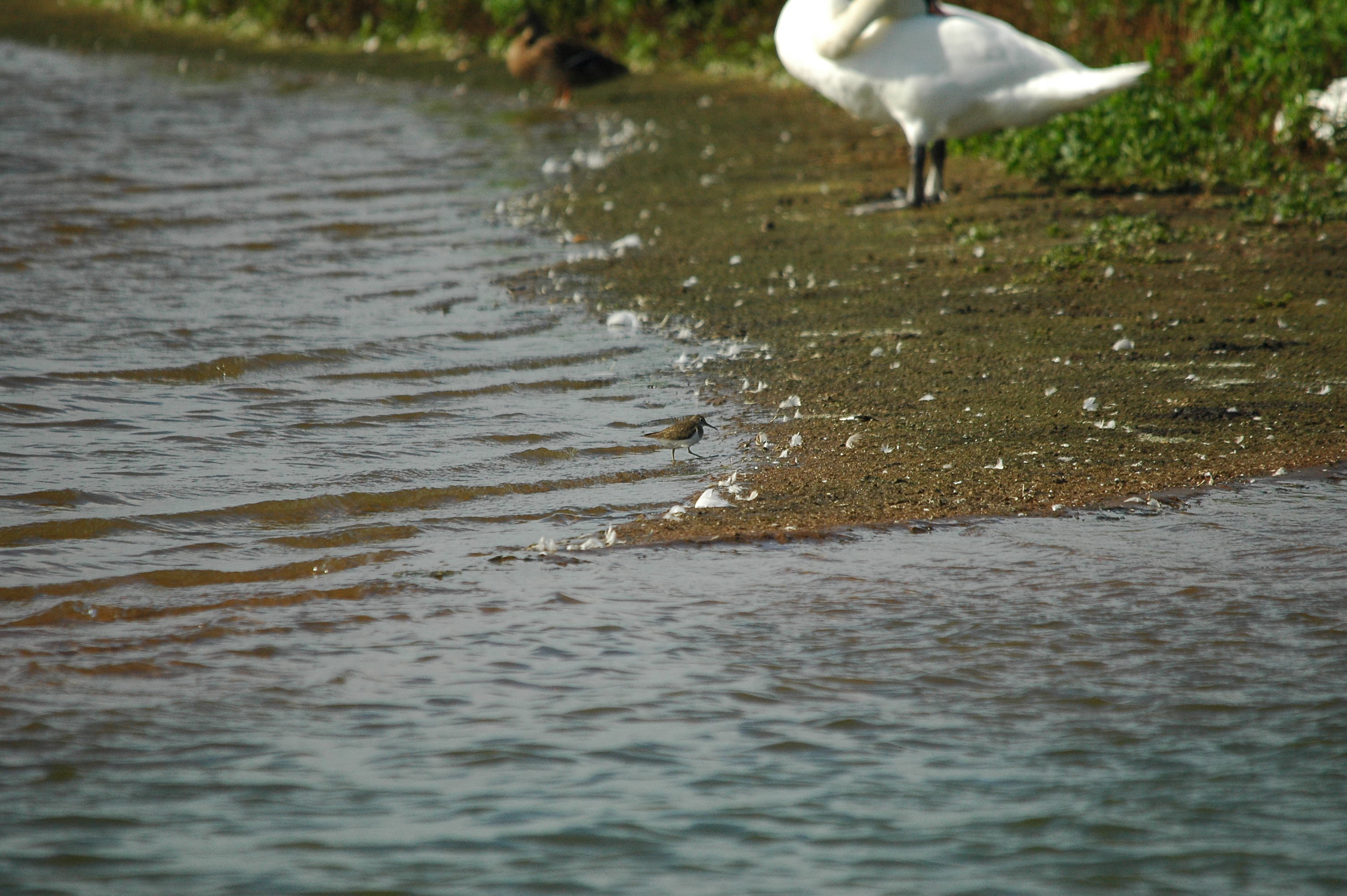 photos/wildlife/Bird_Species/063-Waders/1563-Common_Sandpiper/dsc_3157.jpg