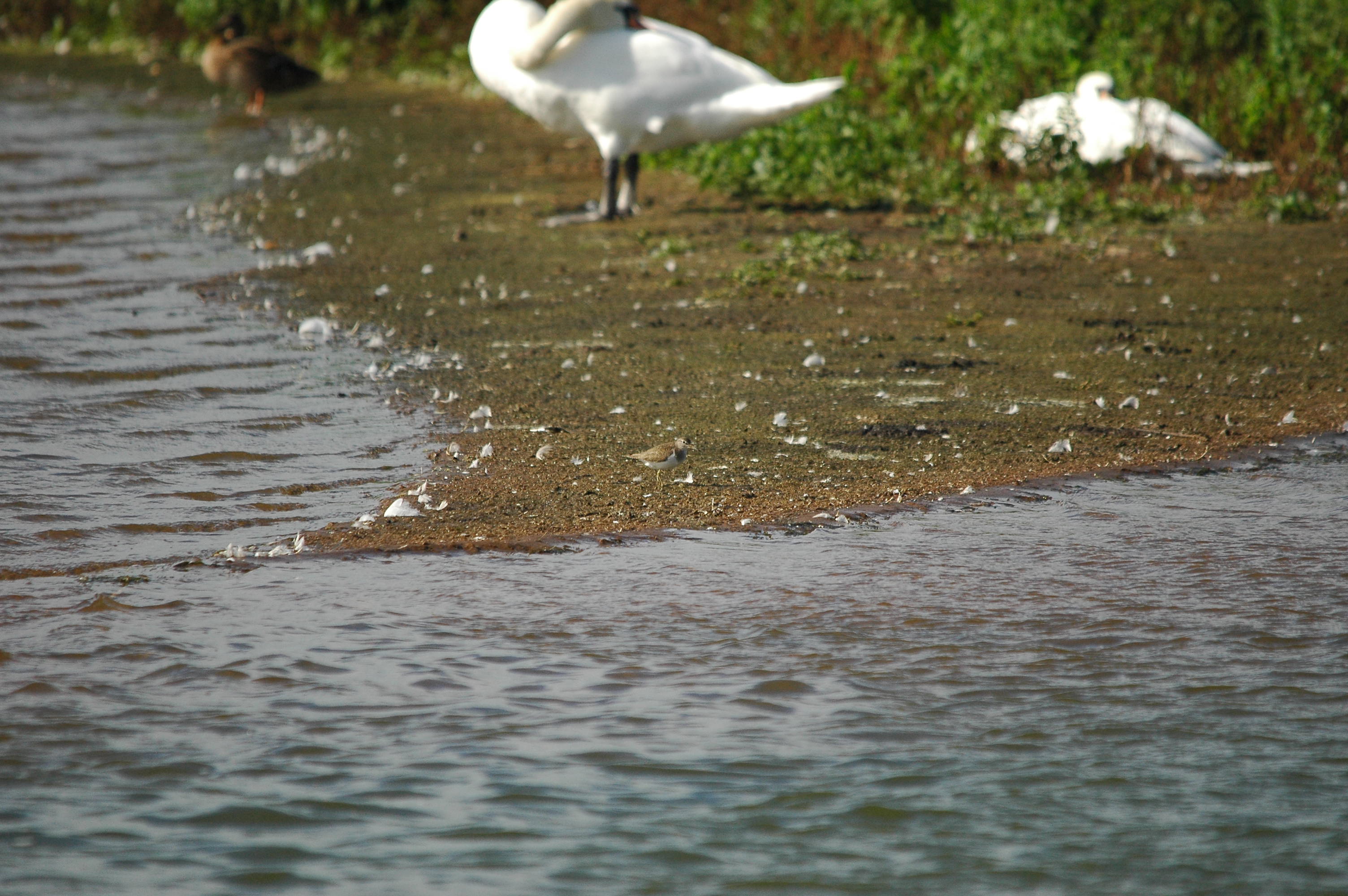 photos/wildlife/Bird_Species/063-Waders/1563-Common_Sandpiper/dsc_3158.jpg