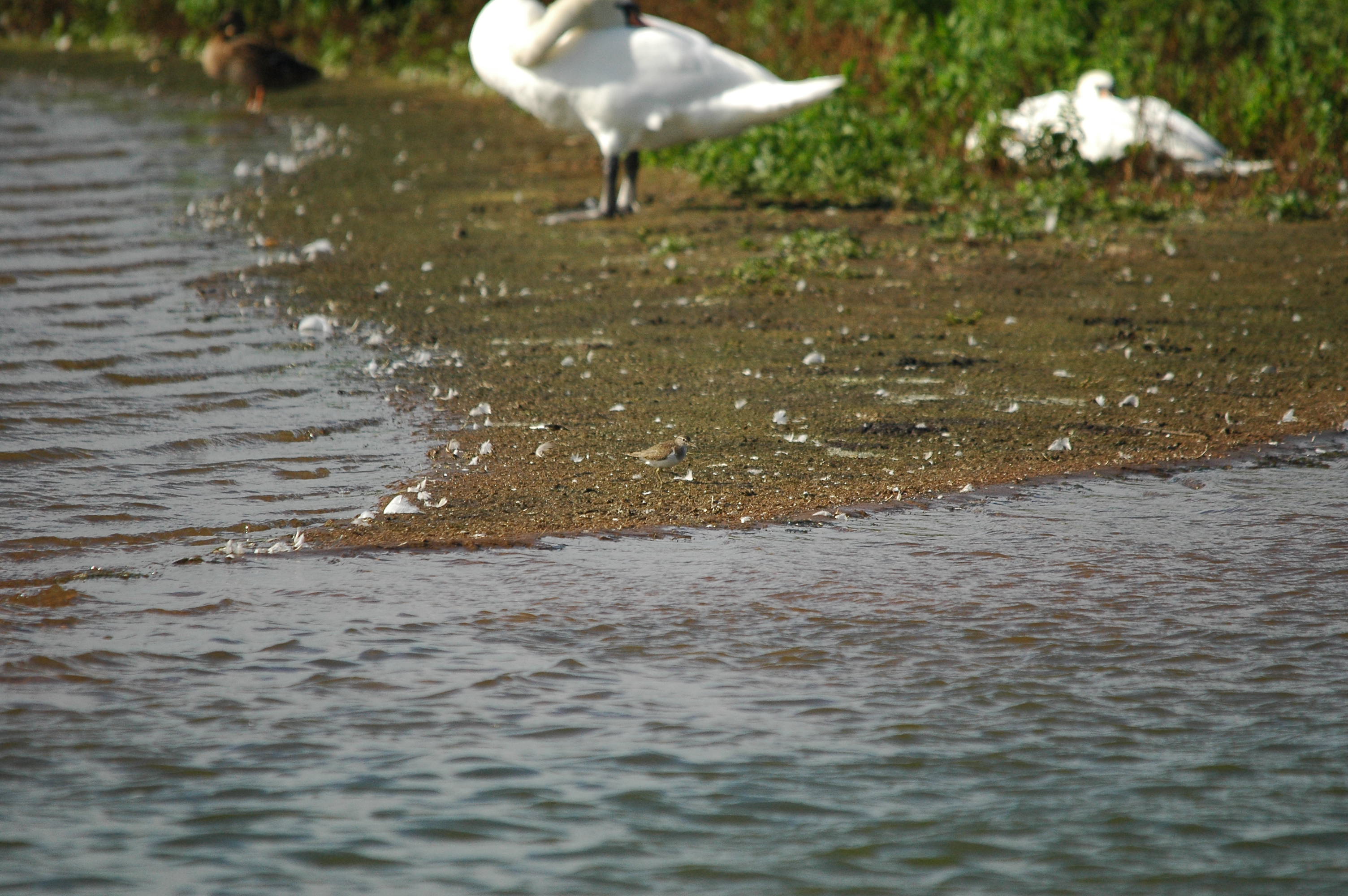 photos/wildlife/Bird_Species/063-Waders/1563-Common_Sandpiper/dsc_3159.jpg