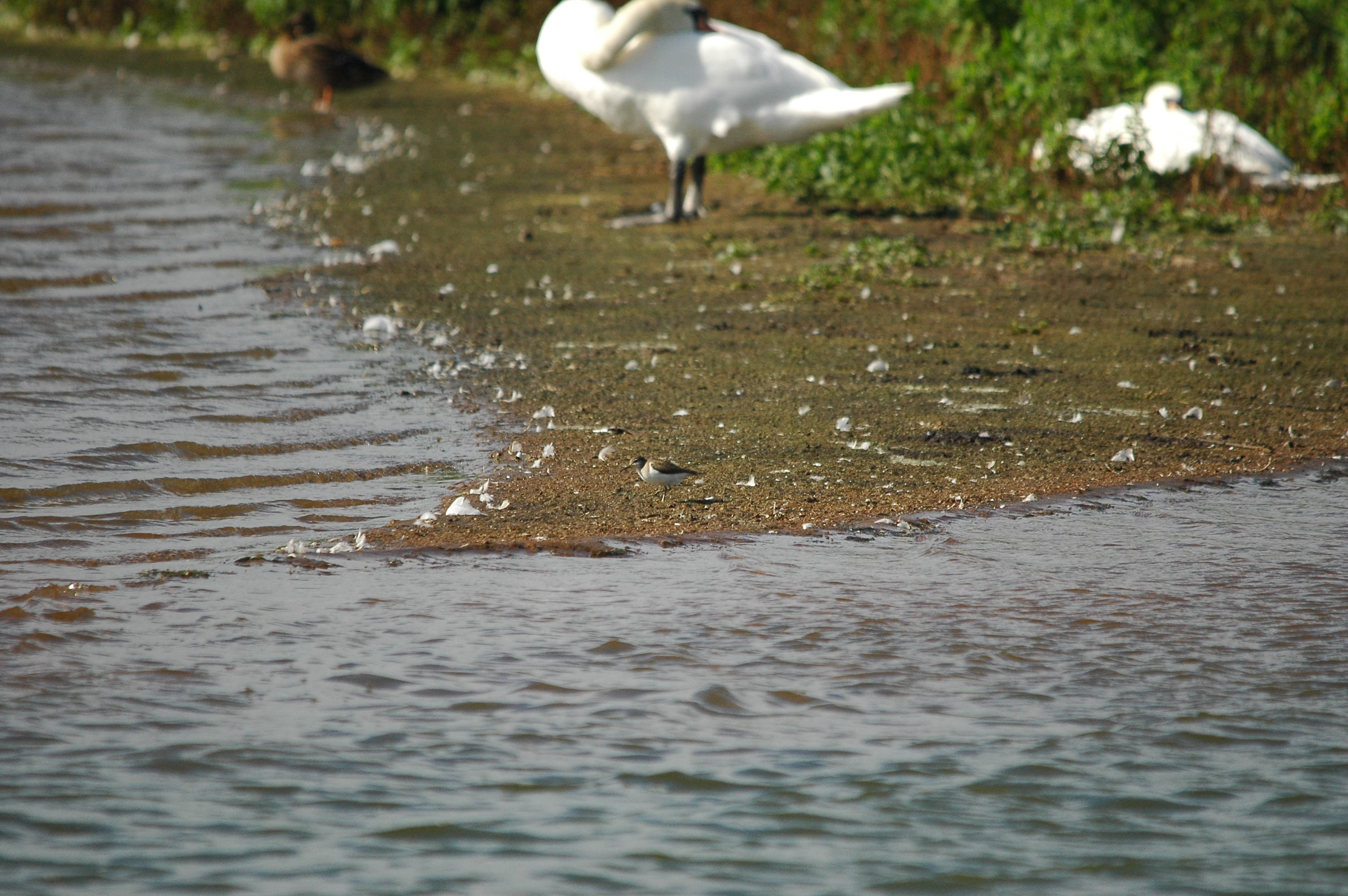photos/wildlife/Bird_Species/063-Waders/1563-Common_Sandpiper/dsc_3160.jpg