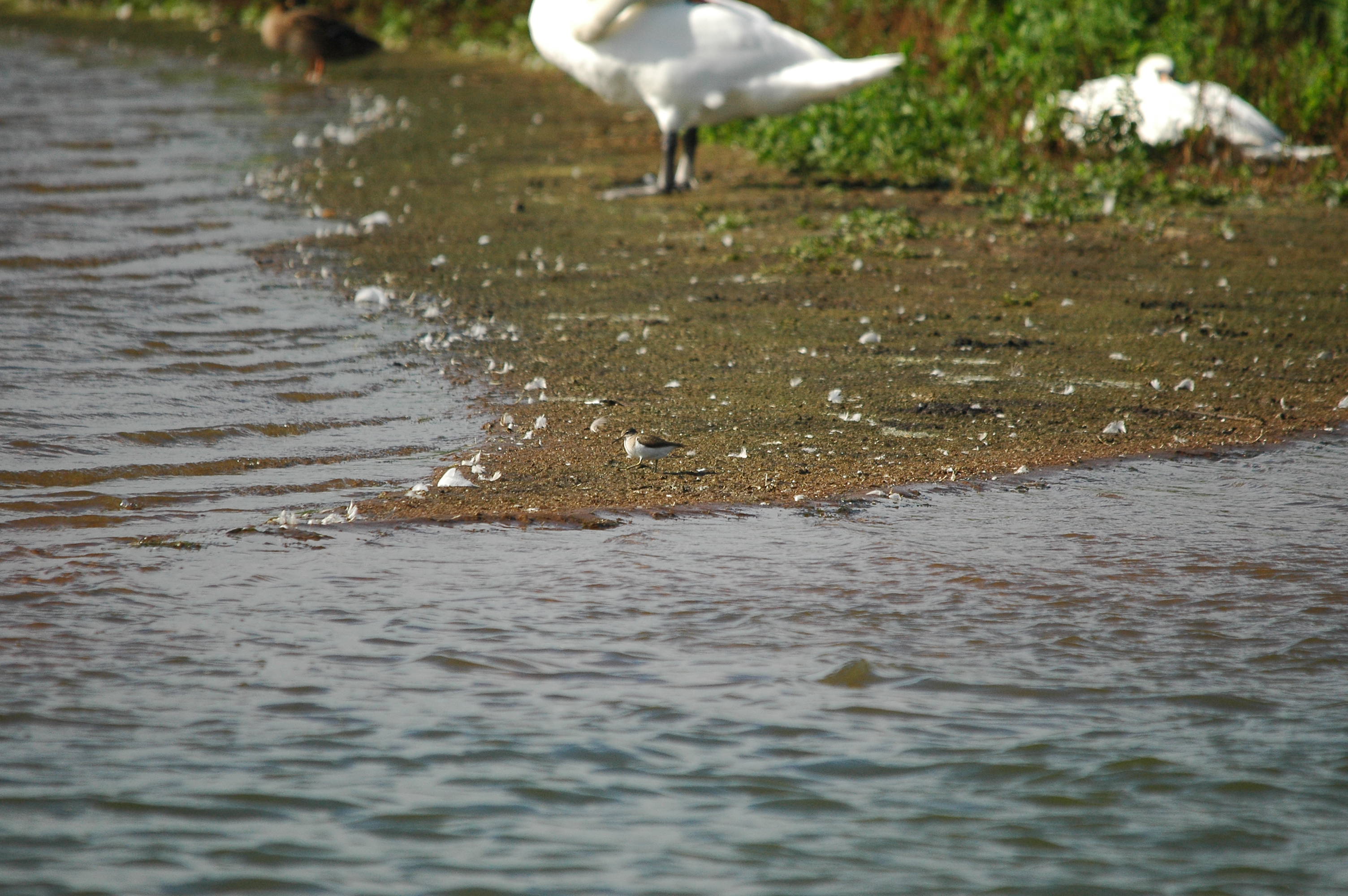 photos/wildlife/Bird_Species/063-Waders/1563-Common_Sandpiper/dsc_3161.jpg