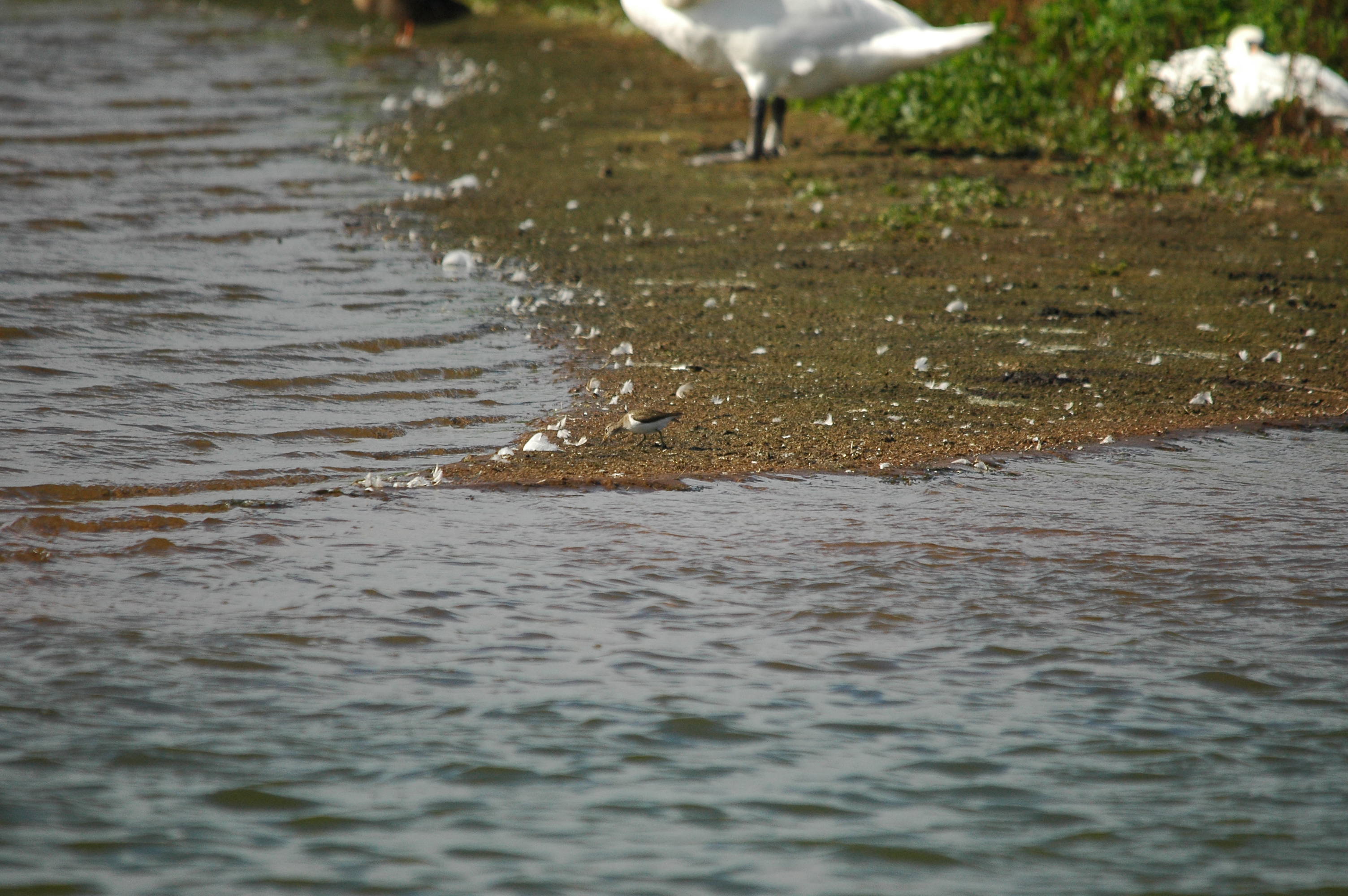 photos/wildlife/Bird_Species/063-Waders/1563-Common_Sandpiper/dsc_3162.jpg