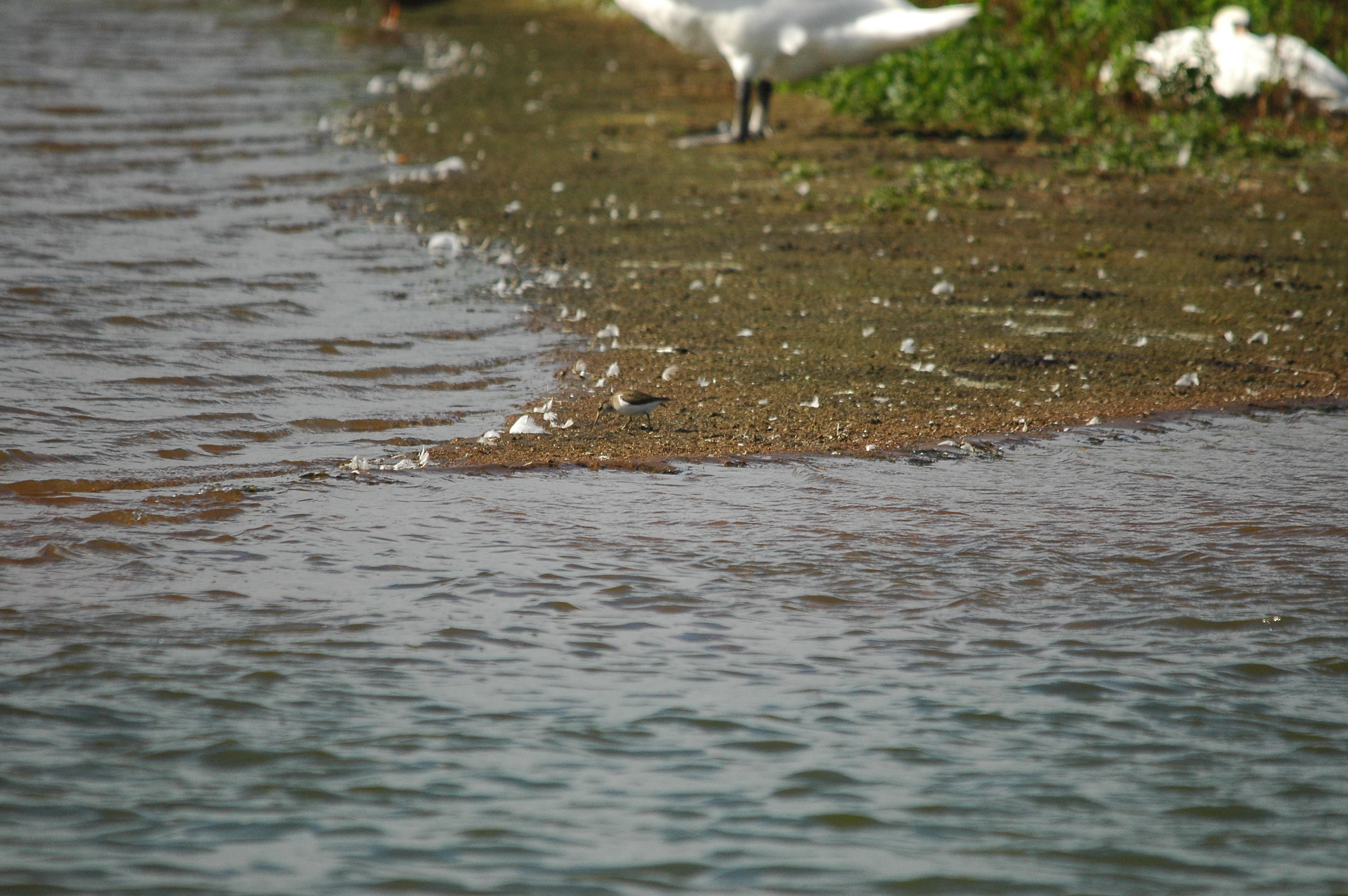 photos/wildlife/Bird_Species/063-Waders/1563-Common_Sandpiper/dsc_3163.jpg