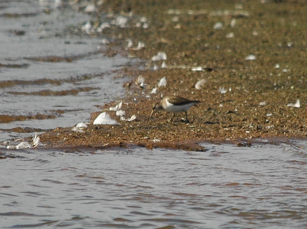 photos/wildlife/Bird_Species/063-Waders/1563-Common_Sandpiper/dsc_3163_sm.jpg