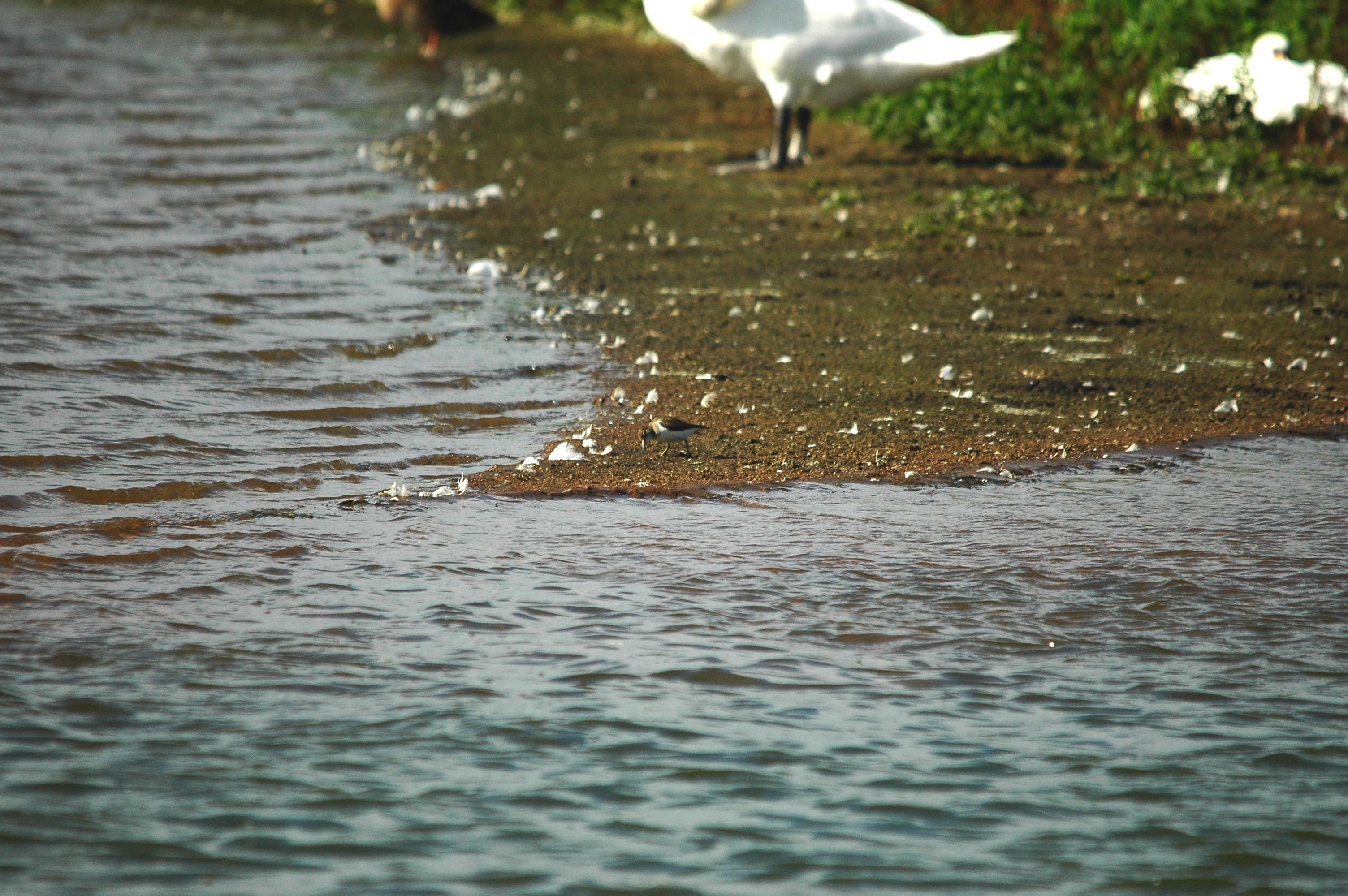 photos/wildlife/Bird_Species/063-Waders/1563-Common_Sandpiper/dsc_3164.jpg