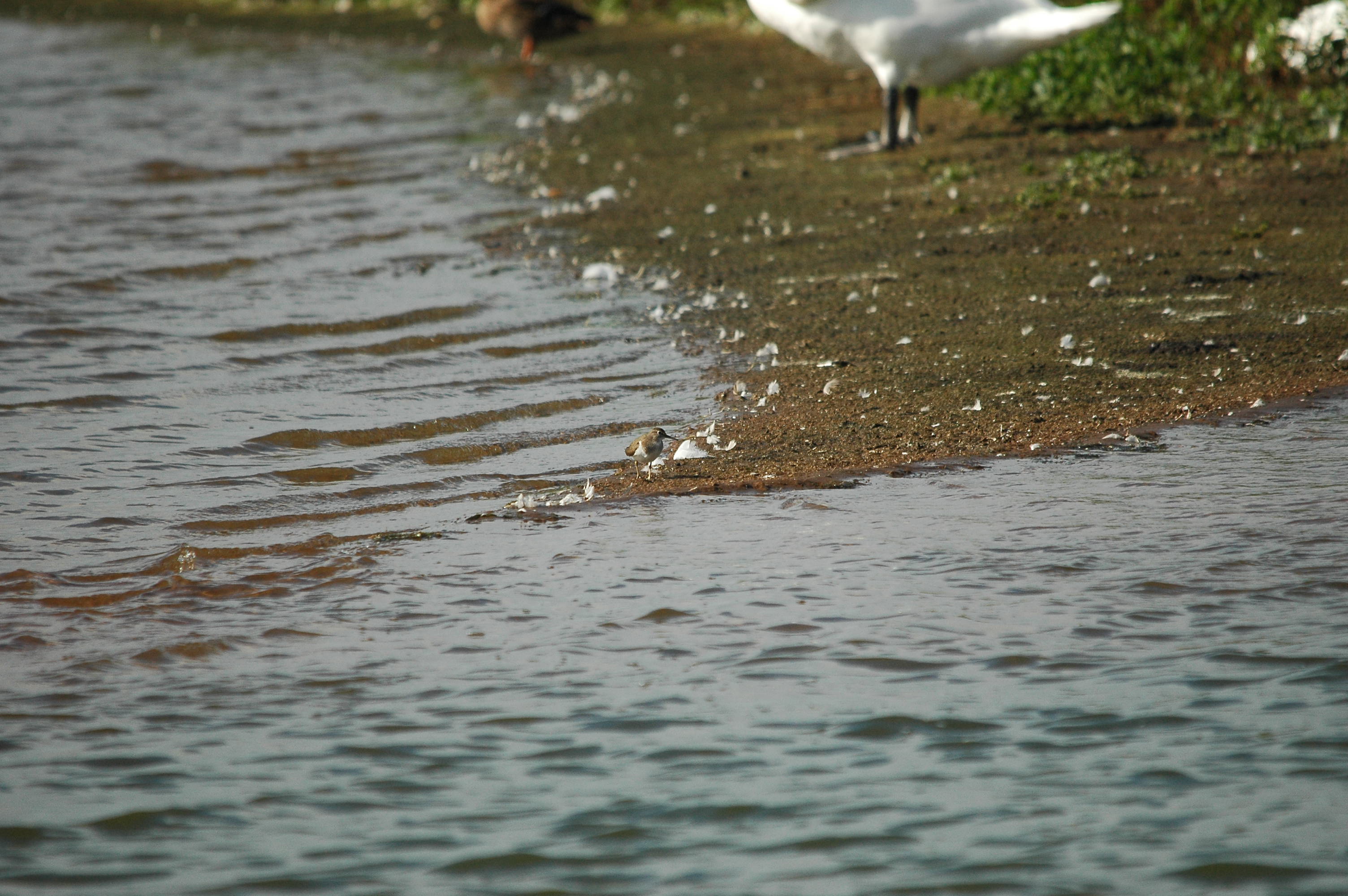 photos/wildlife/Bird_Species/063-Waders/1563-Common_Sandpiper/dsc_3165.jpg