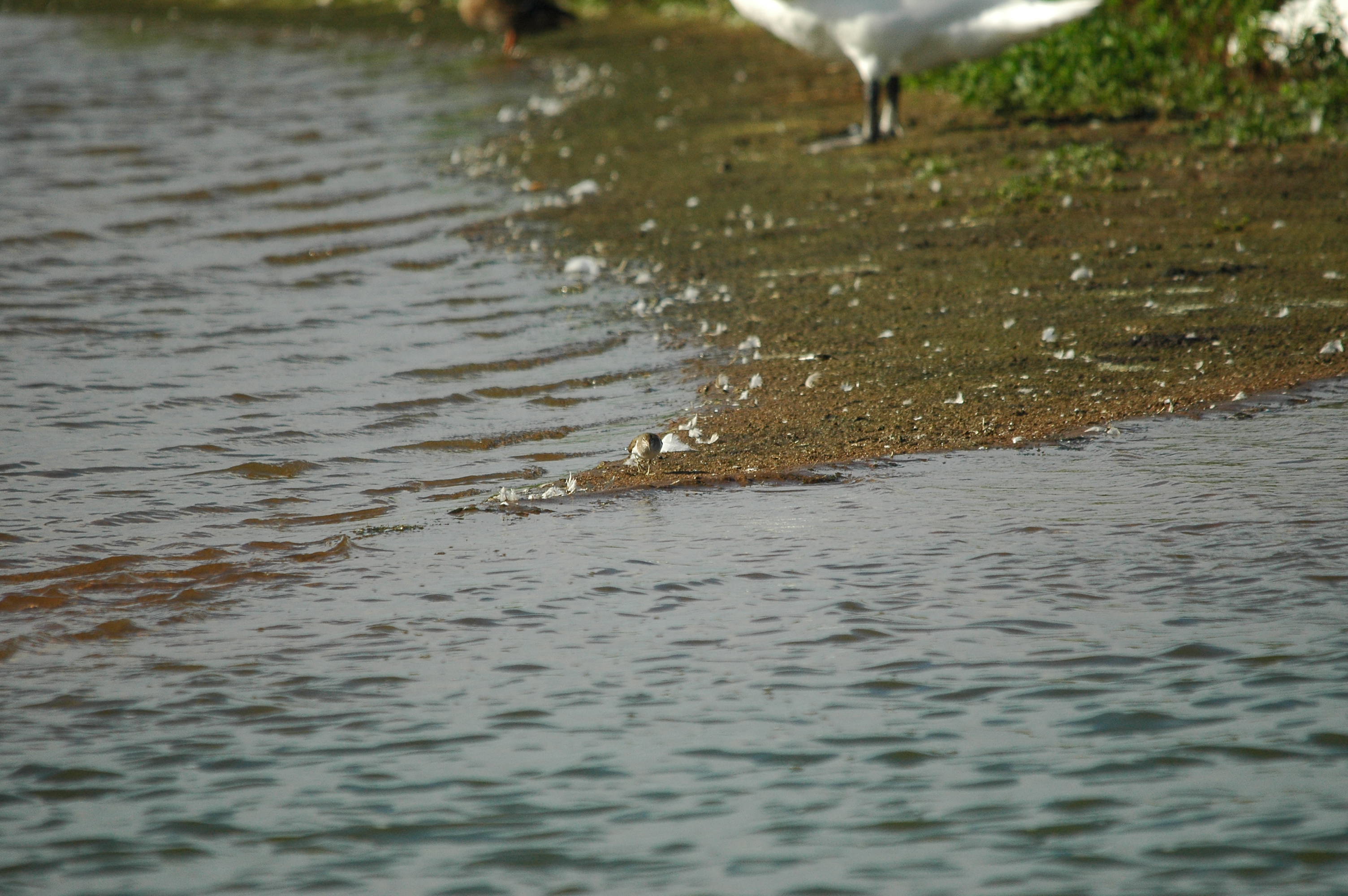 photos/wildlife/Bird_Species/063-Waders/1563-Common_Sandpiper/dsc_3166.jpg
