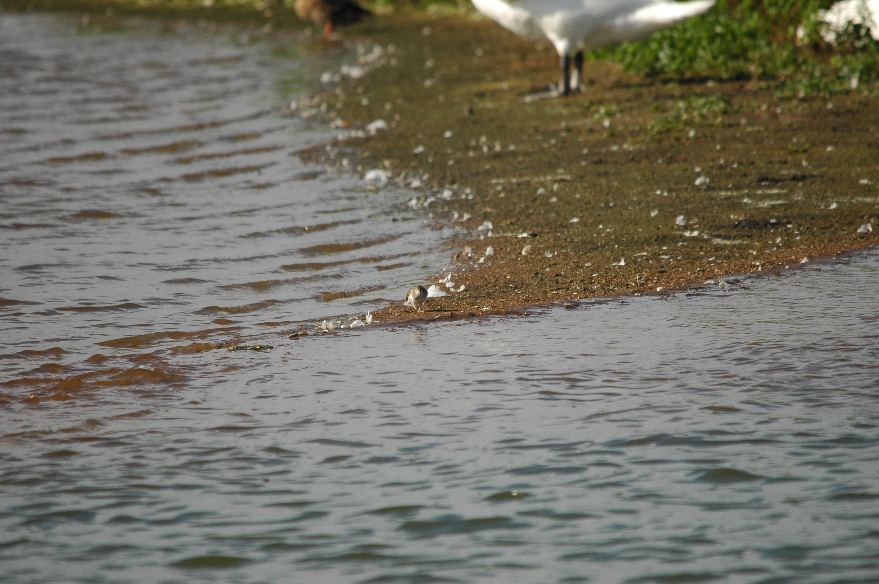 photos/wildlife/Bird_Species/063-Waders/1563-Common_Sandpiper/dsc_3167.jpg