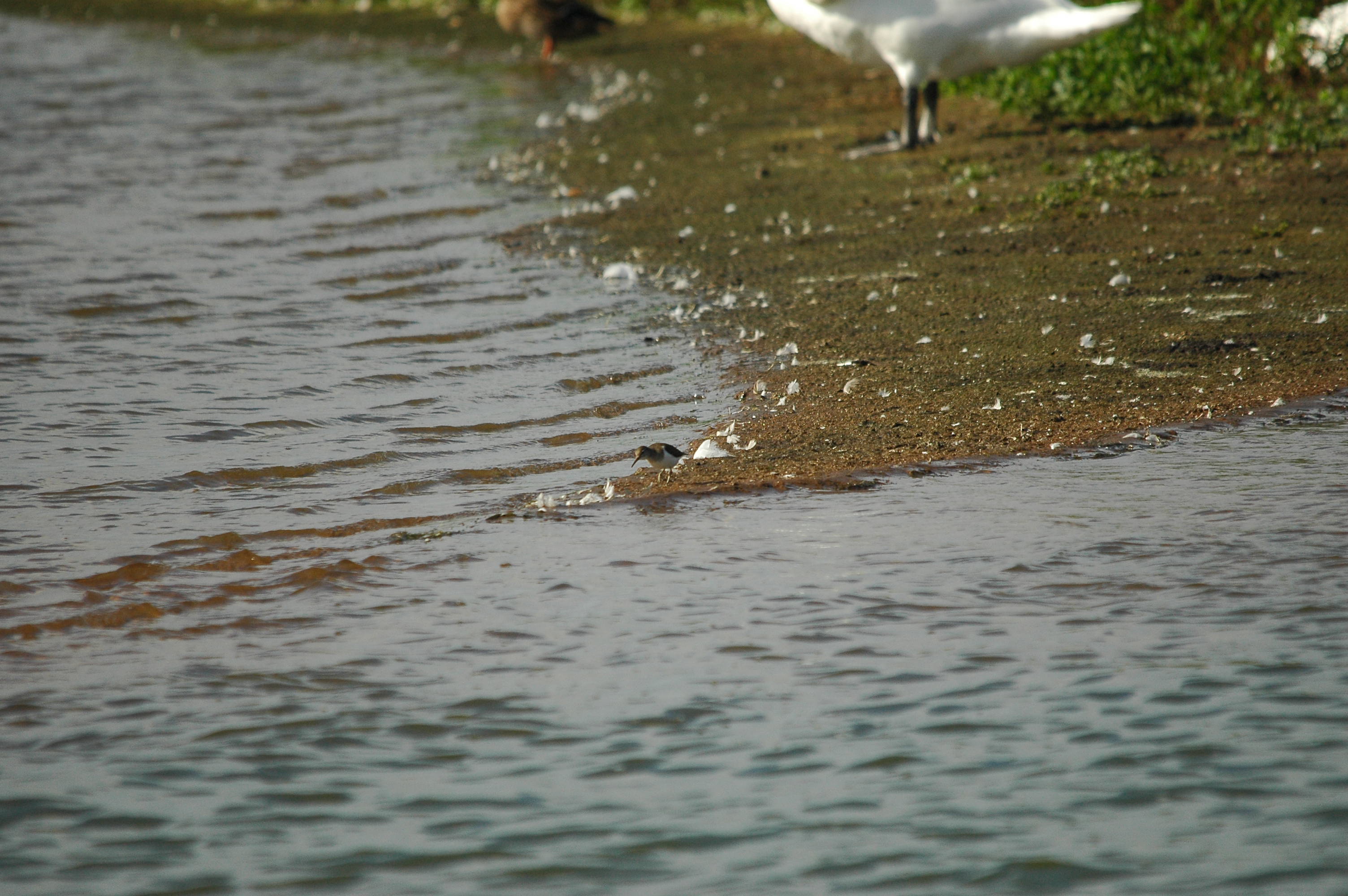 photos/wildlife/Bird_Species/063-Waders/1563-Common_Sandpiper/dsc_3168.jpg