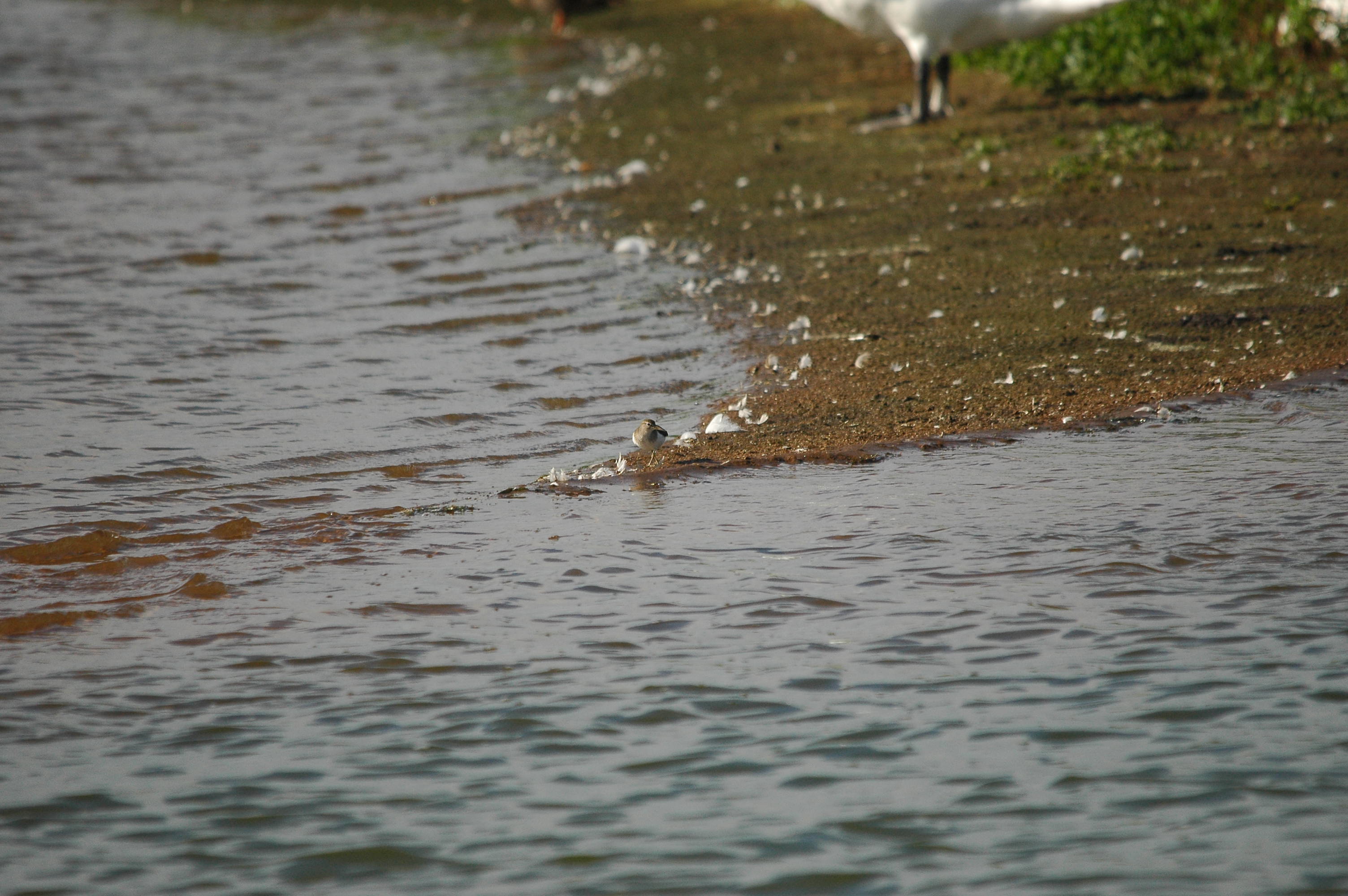 photos/wildlife/Bird_Species/063-Waders/1563-Common_Sandpiper/dsc_3169.jpg