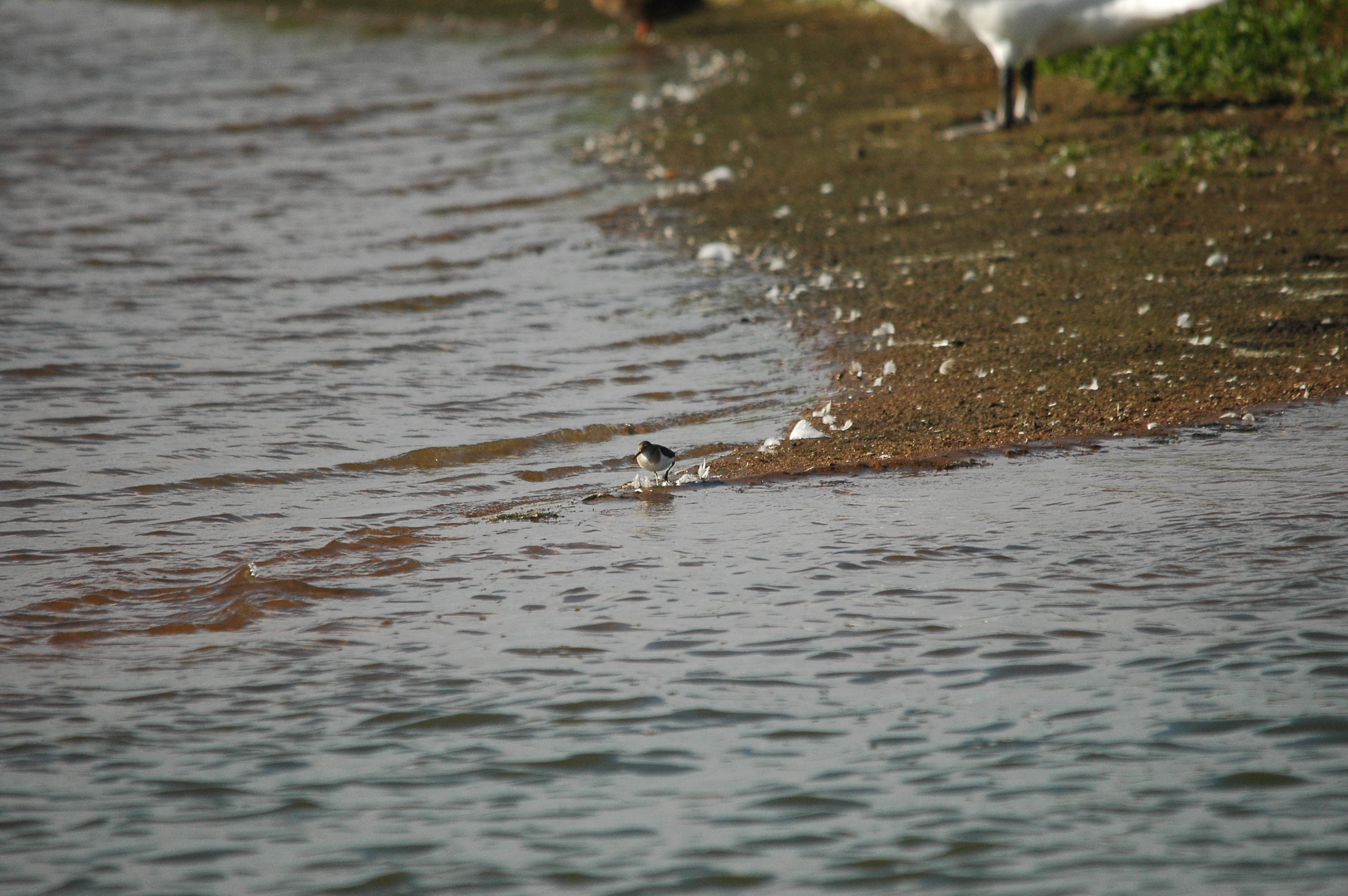 photos/wildlife/Bird_Species/063-Waders/1563-Common_Sandpiper/dsc_3170.jpg