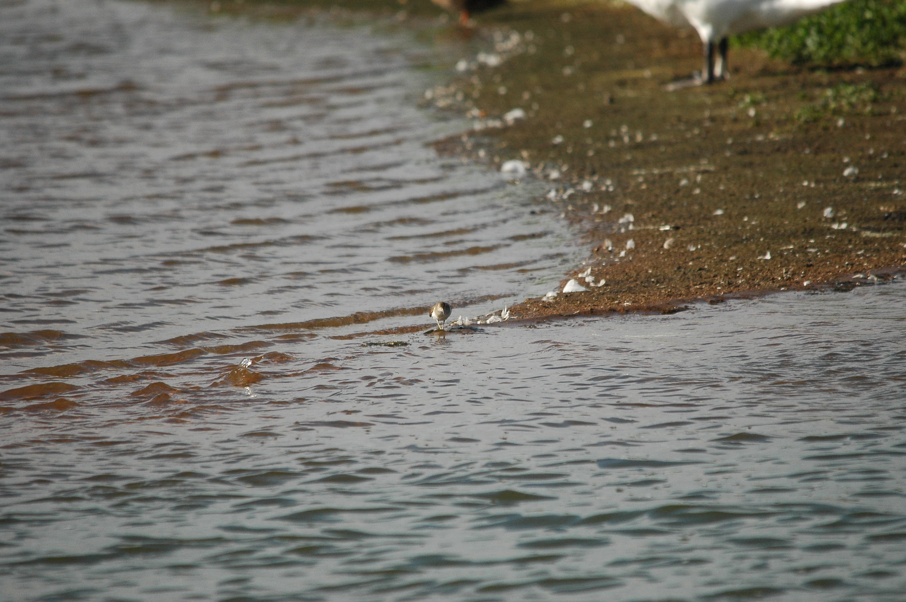photos/wildlife/Bird_Species/063-Waders/1563-Common_Sandpiper/dsc_3171.jpg
