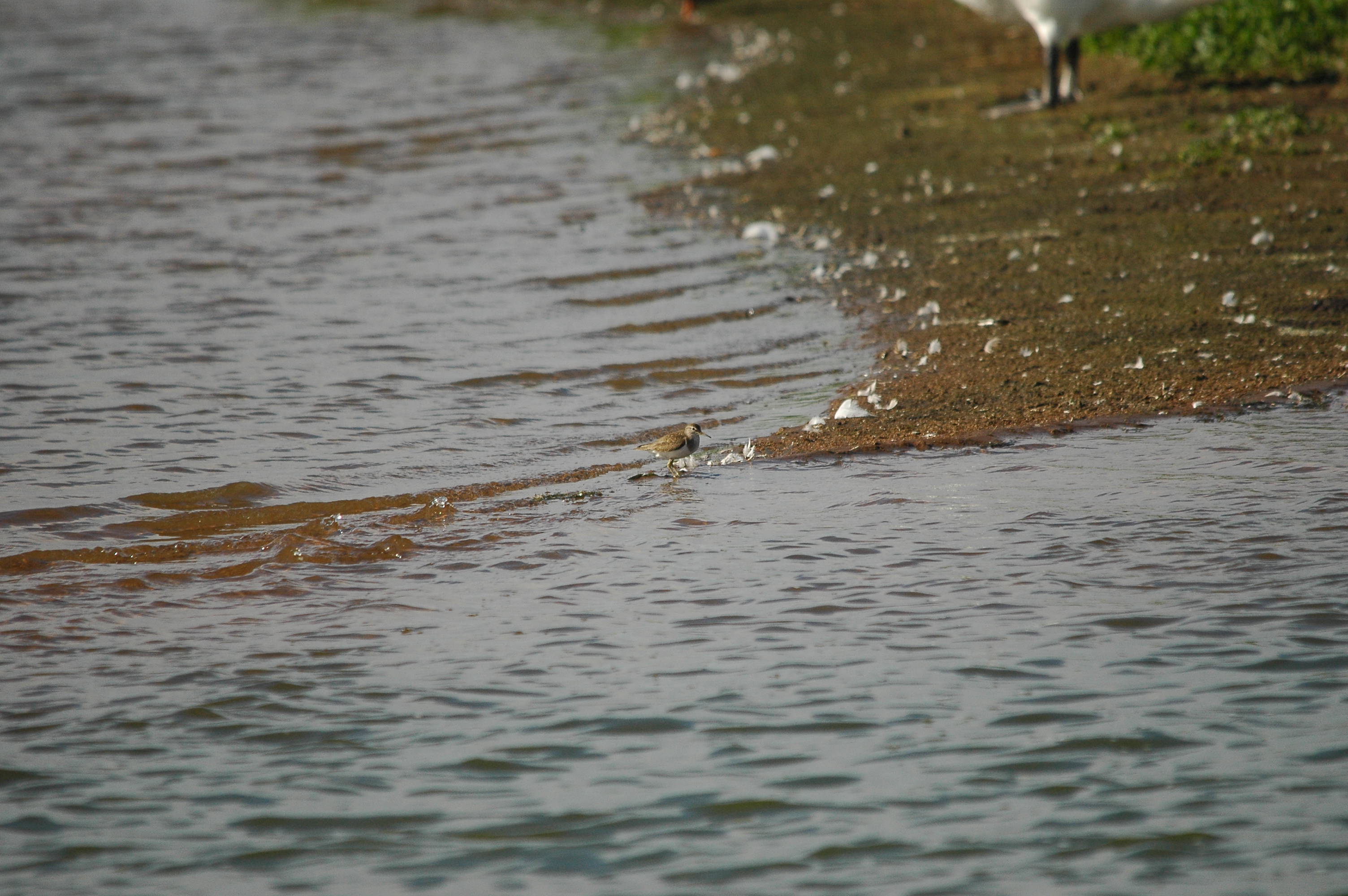 photos/wildlife/Bird_Species/063-Waders/1563-Common_Sandpiper/dsc_3173.jpg
