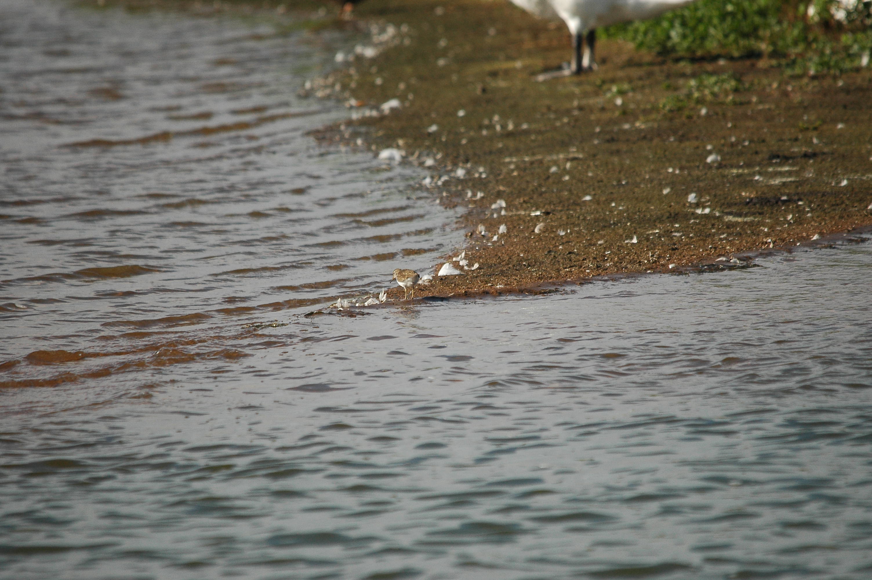 photos/wildlife/Bird_Species/063-Waders/1563-Common_Sandpiper/dsc_3174.jpg
