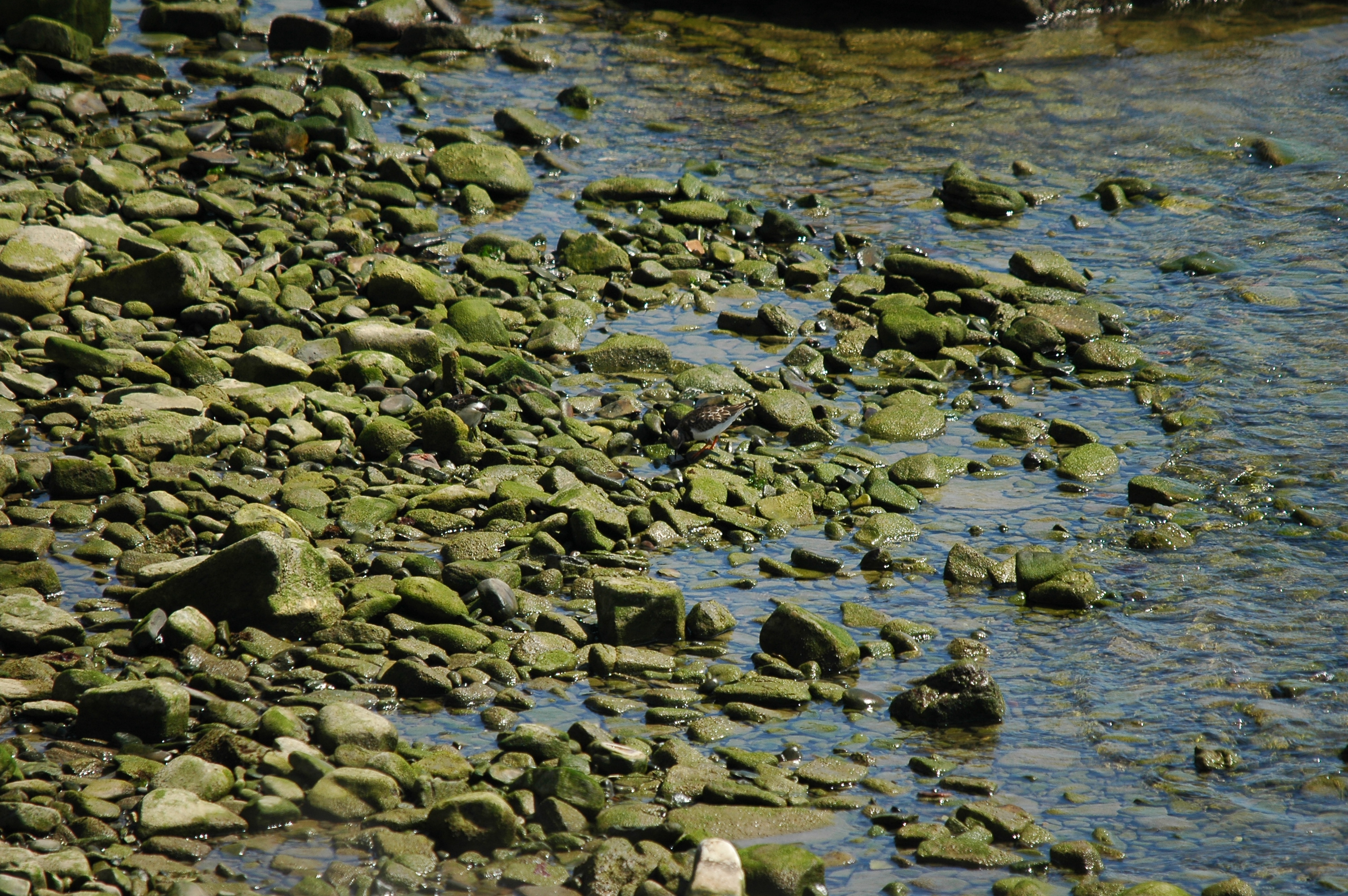 photos/wildlife/Bird_Species/063-Waders/1572-Ruddy_Turnstone/dsc_0559.jpg
