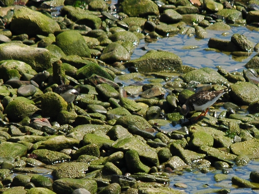 photos/wildlife/Bird_Species/063-Waders/1572-Ruddy_Turnstone/dsc_0559_sm.jpg