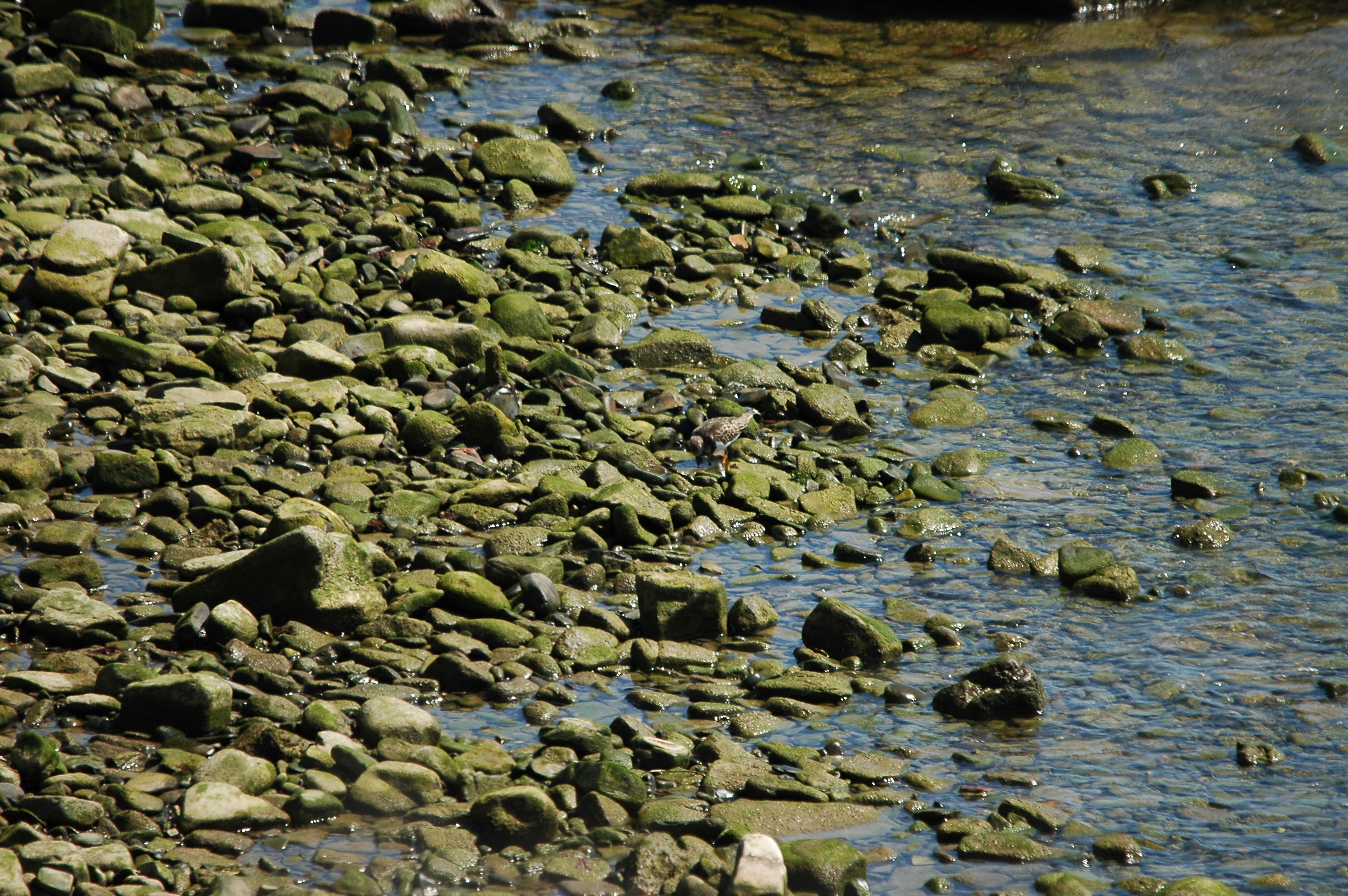 photos/wildlife/Bird_Species/063-Waders/1572-Ruddy_Turnstone/dsc_0560.jpg