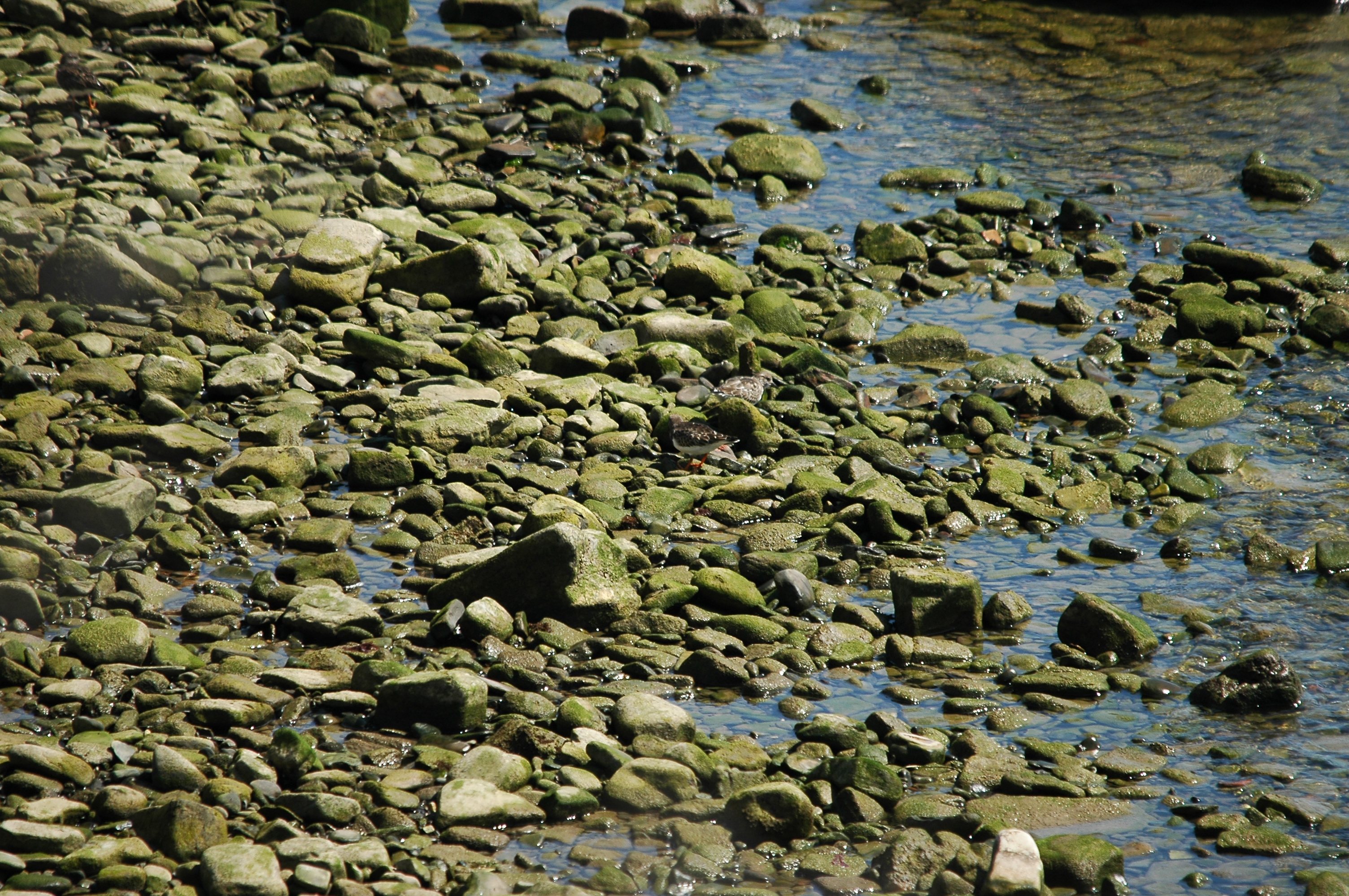 photos/wildlife/Bird_Species/063-Waders/1572-Ruddy_Turnstone/dsc_0561.jpg