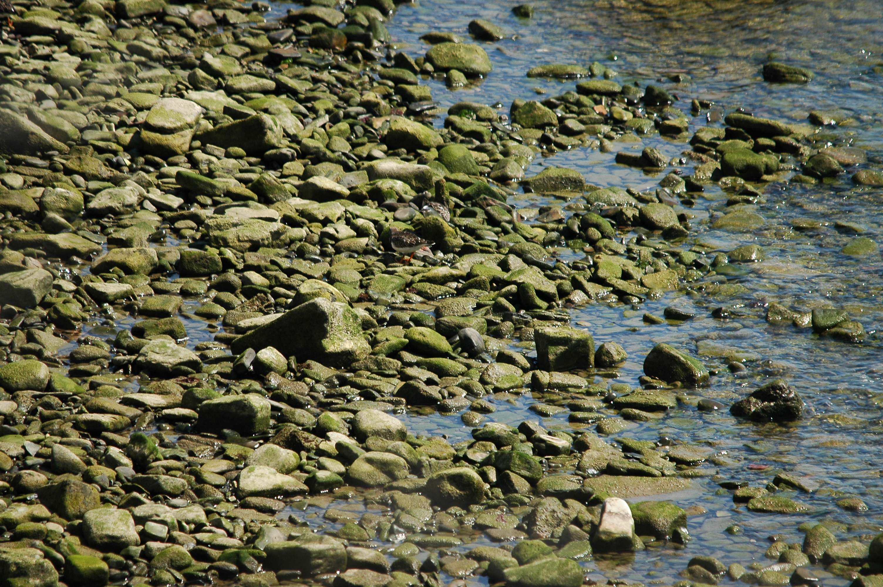 photos/wildlife/Bird_Species/063-Waders/1572-Ruddy_Turnstone/dsc_0562.jpg