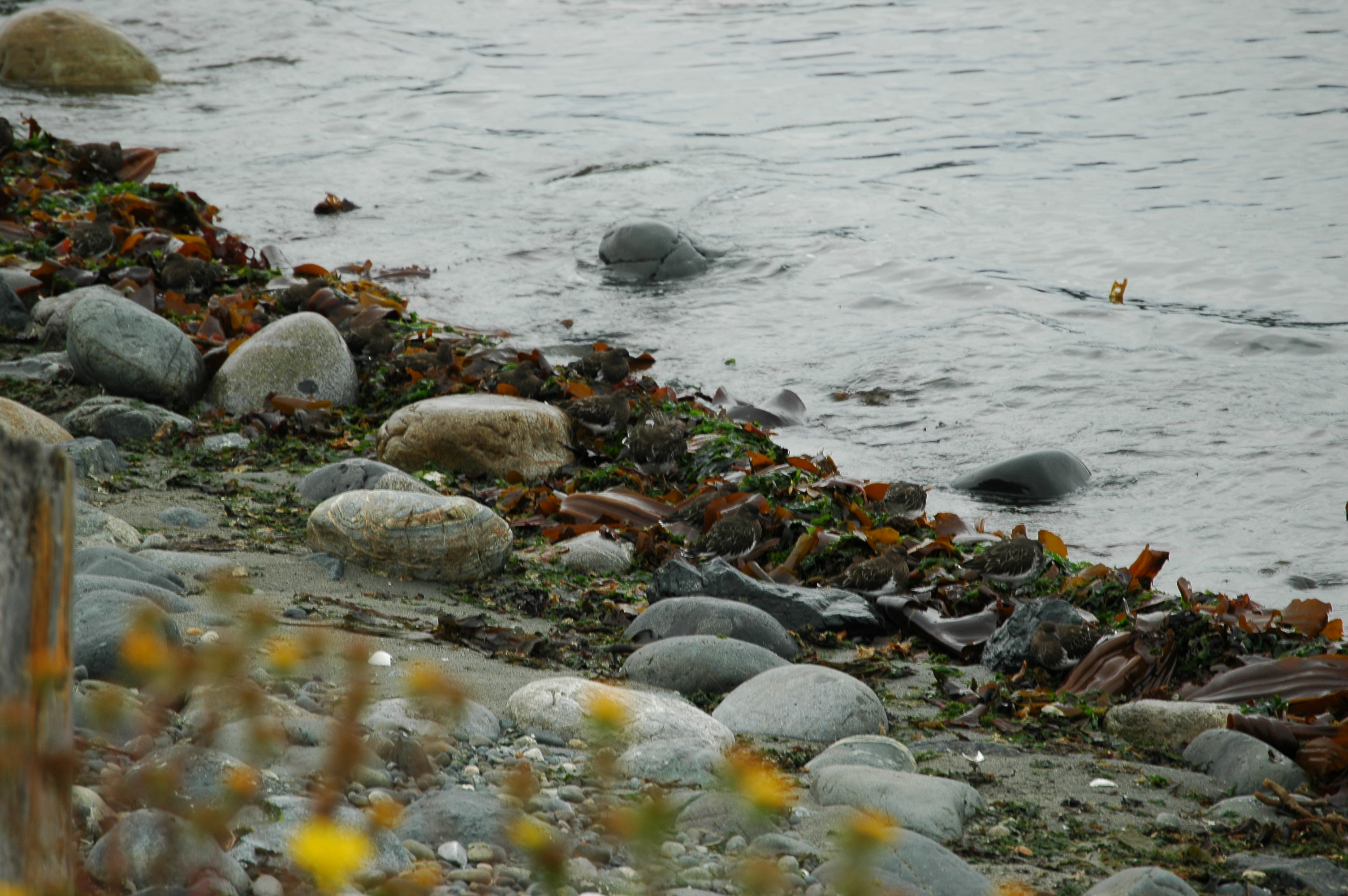 photos/wildlife/Bird_Species/063-Waders/1573-Black_Turnstone/20070921-Canada-01.jpg
