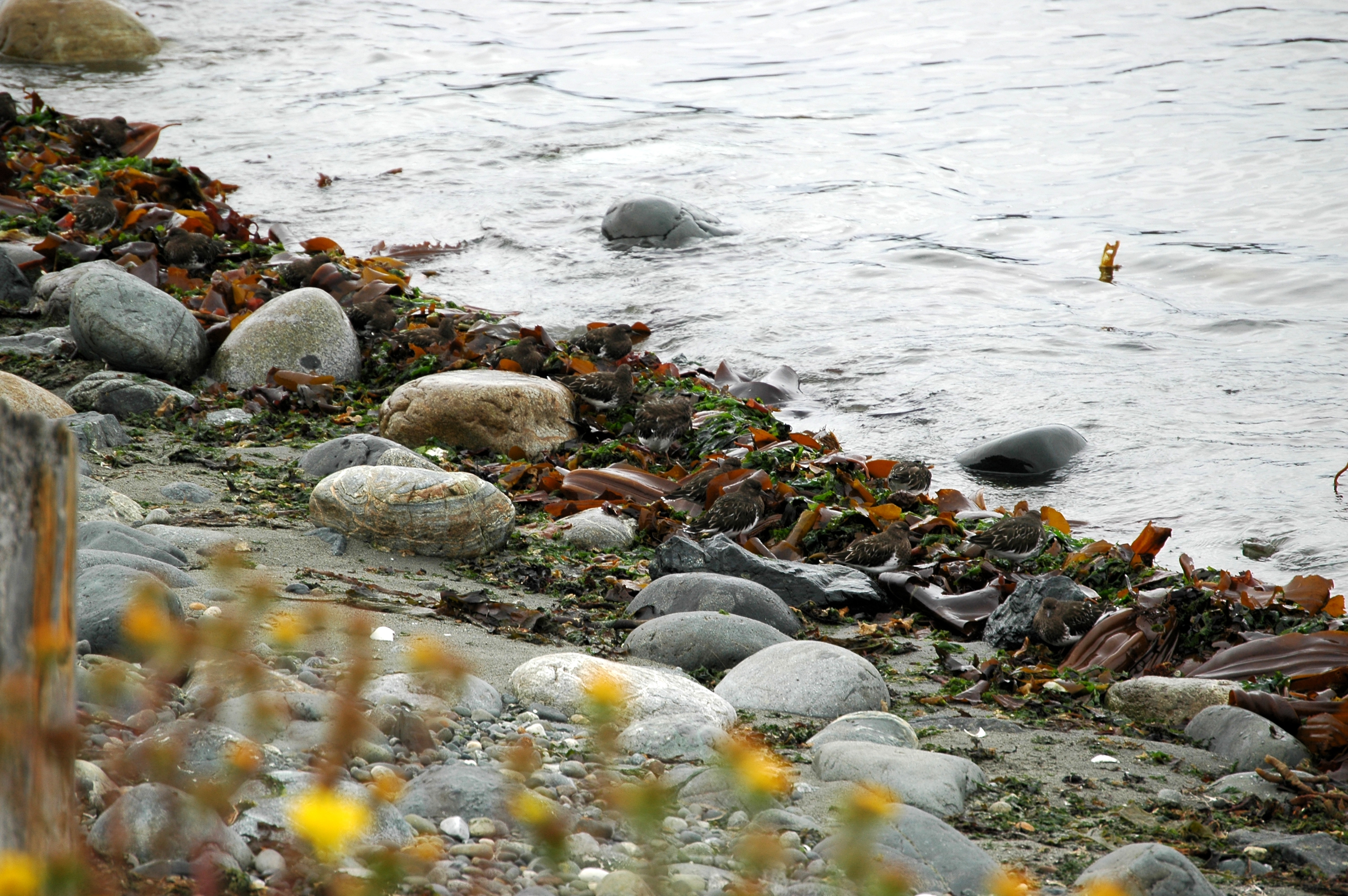 photos/wildlife/Bird_Species/063-Waders/1573-Black_Turnstone/20070921-Canada-02.jpg