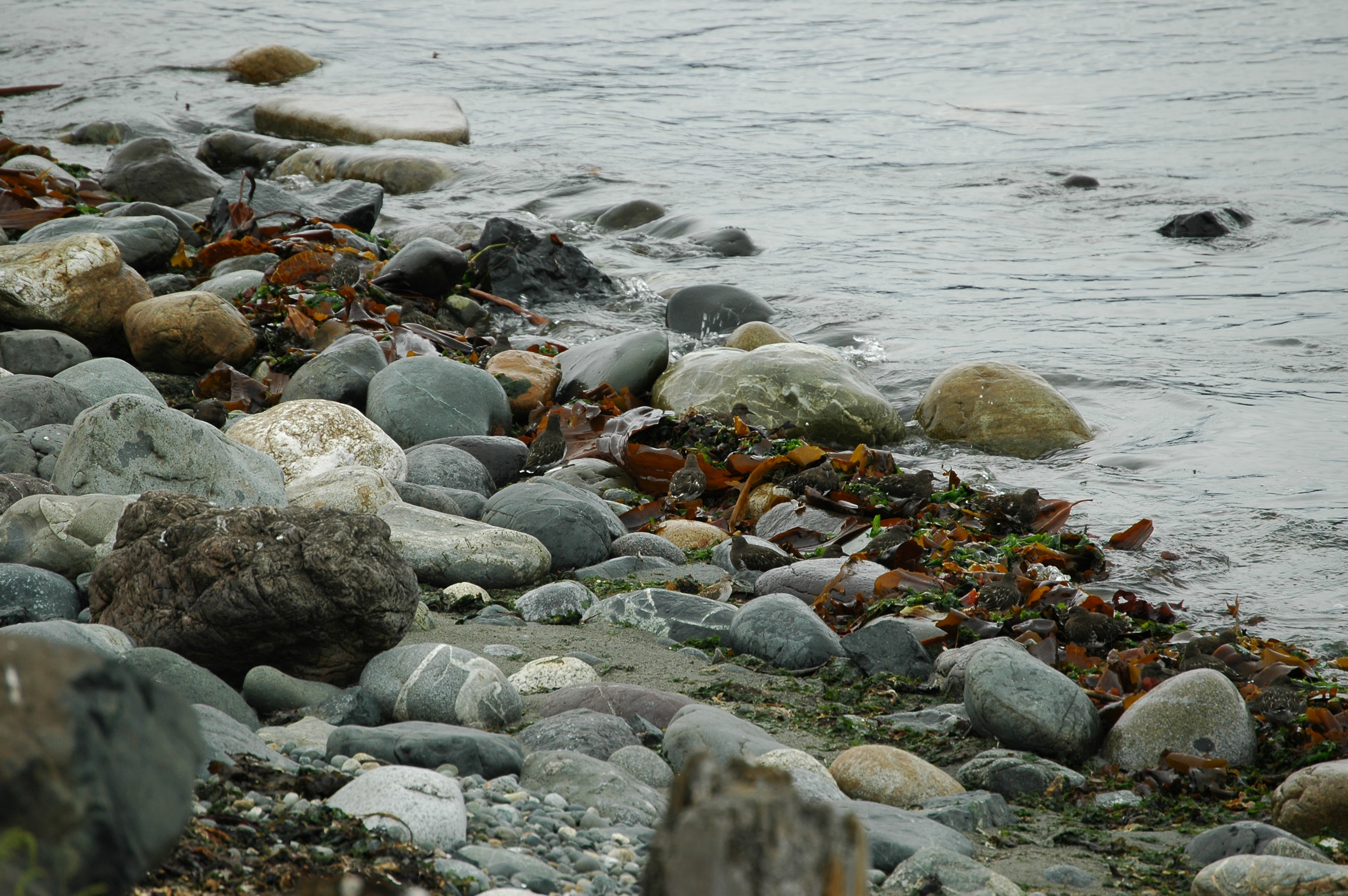 photos/wildlife/Bird_Species/063-Waders/1573-Black_Turnstone/20070921-Canada-04.jpg