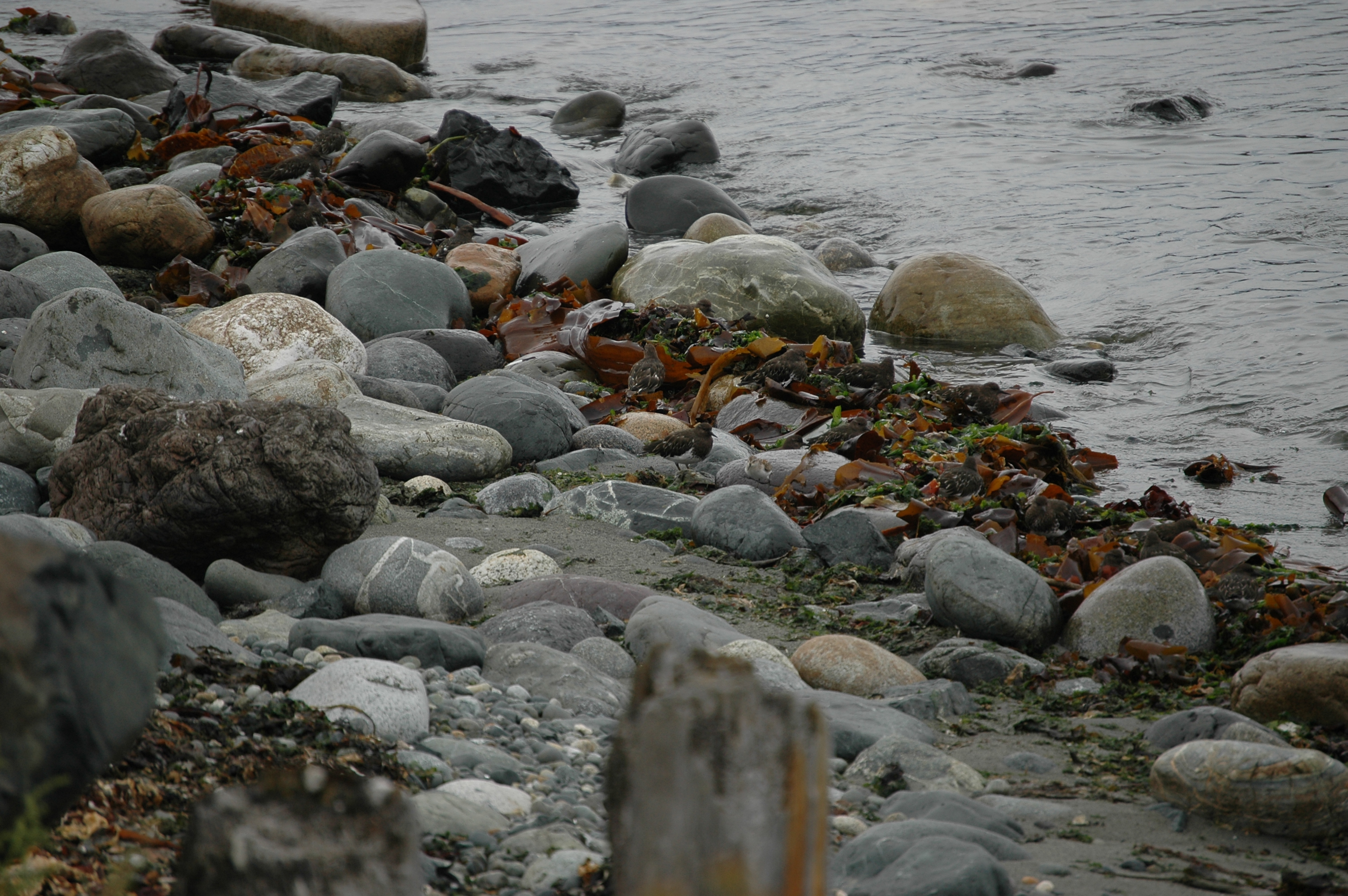 photos/wildlife/Bird_Species/063-Waders/1573-Black_Turnstone/20070921-Canada-05.jpg