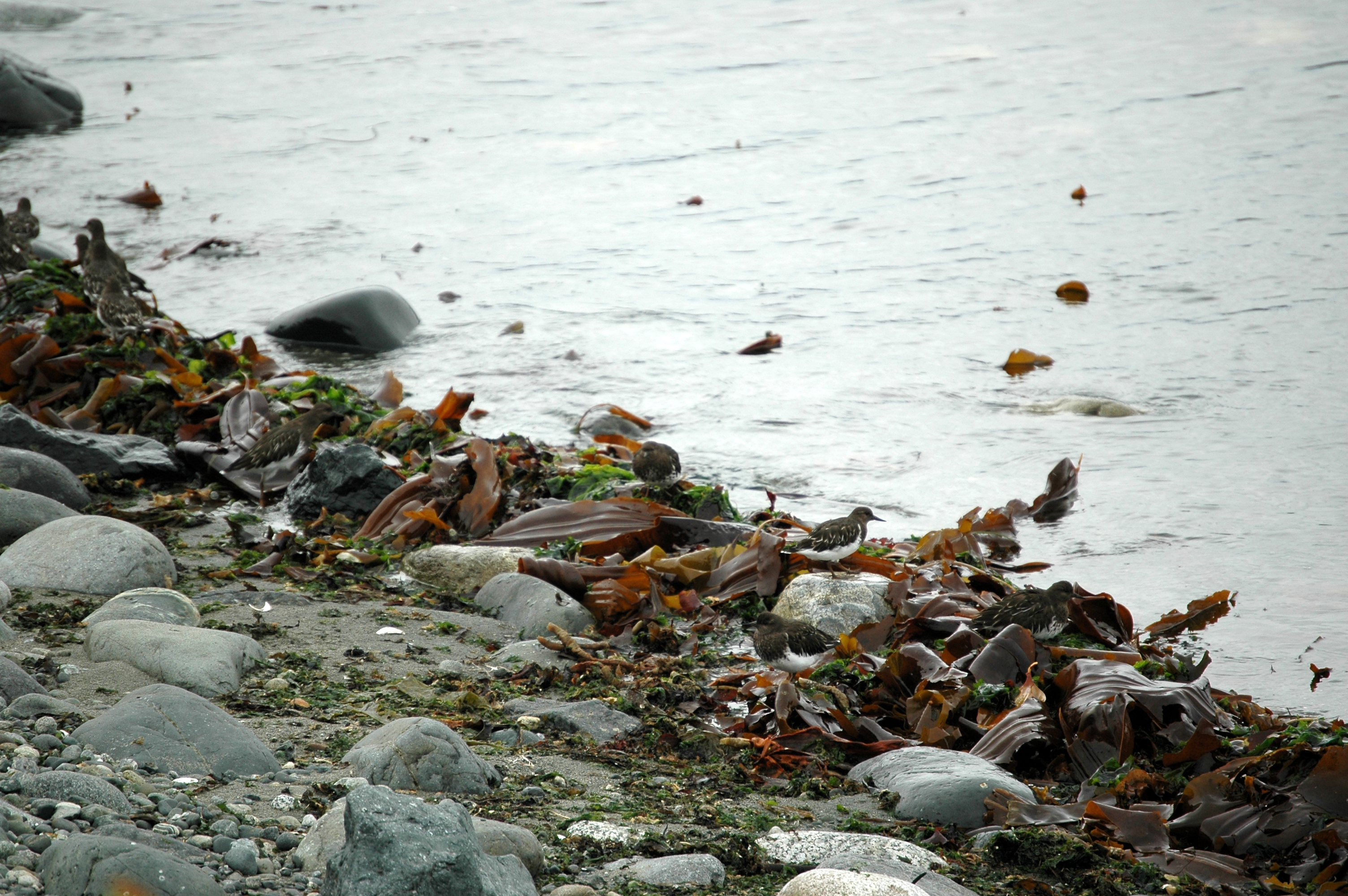 photos/wildlife/Bird_Species/063-Waders/1573-Black_Turnstone/20070921-Canada-06.jpg