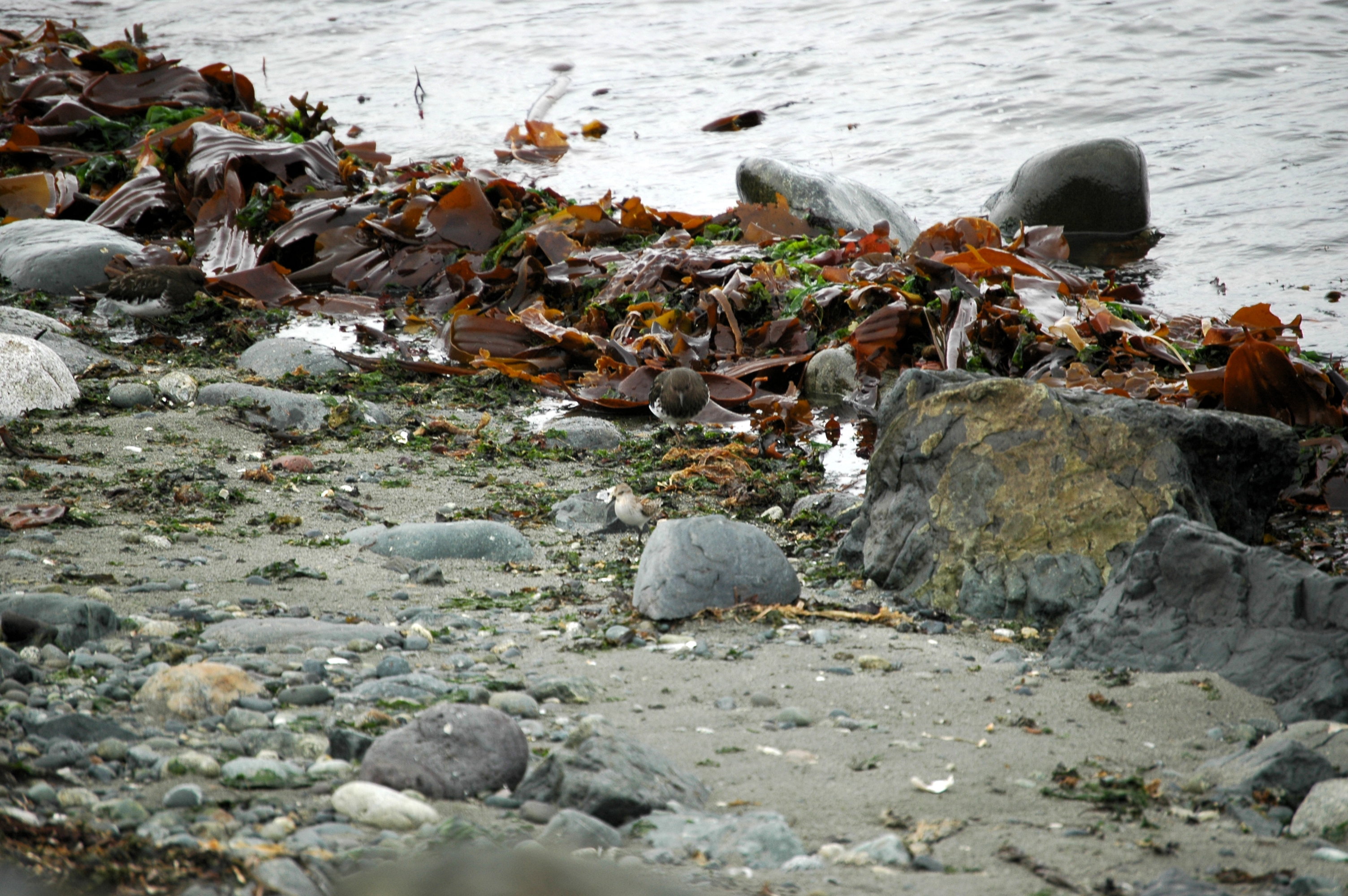 photos/wildlife/Bird_Species/063-Waders/1573-Black_Turnstone/20070921-Canada-07.jpg