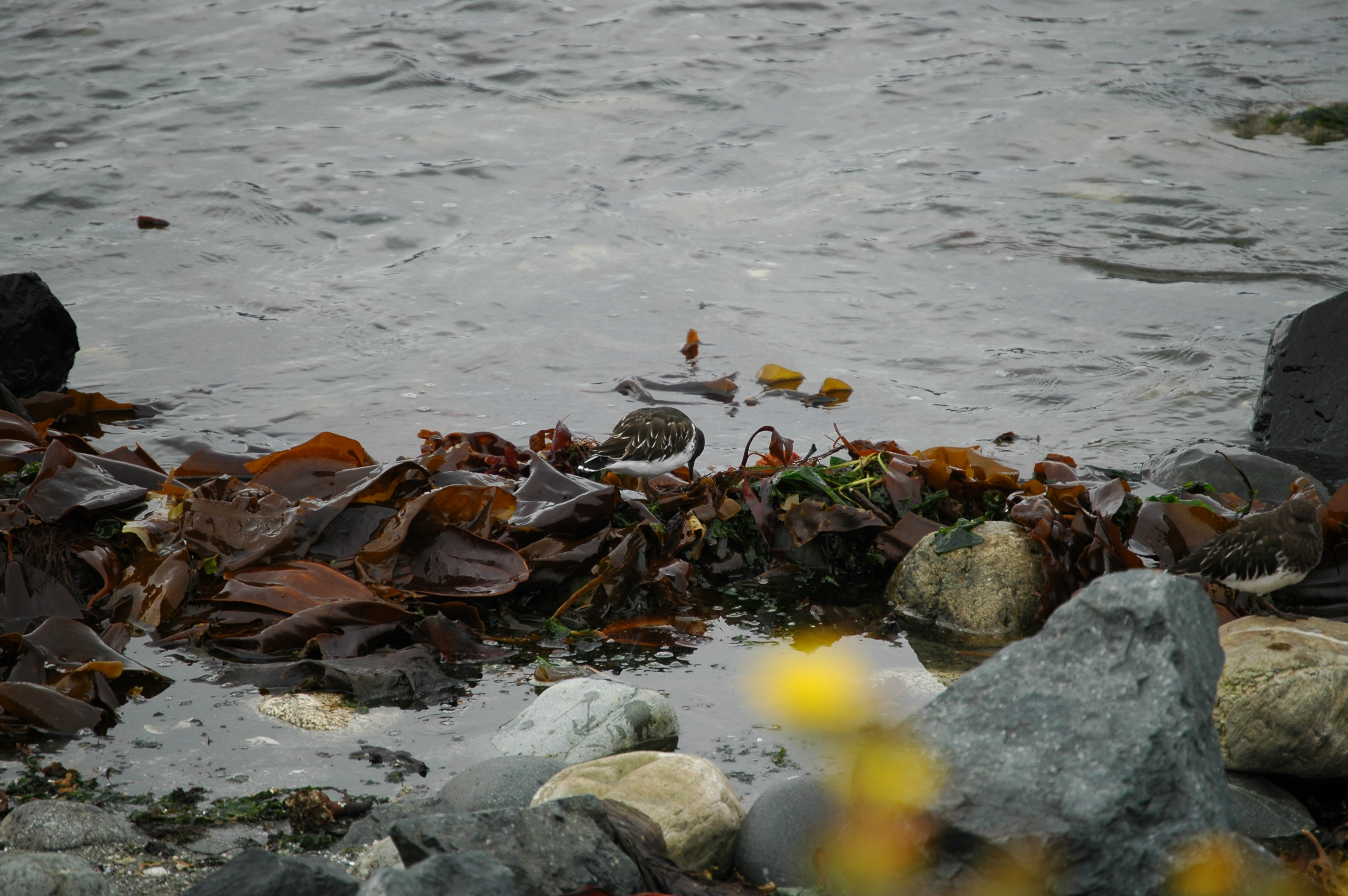 photos/wildlife/Bird_Species/063-Waders/1573-Black_Turnstone/20070921-Canada-08.jpg