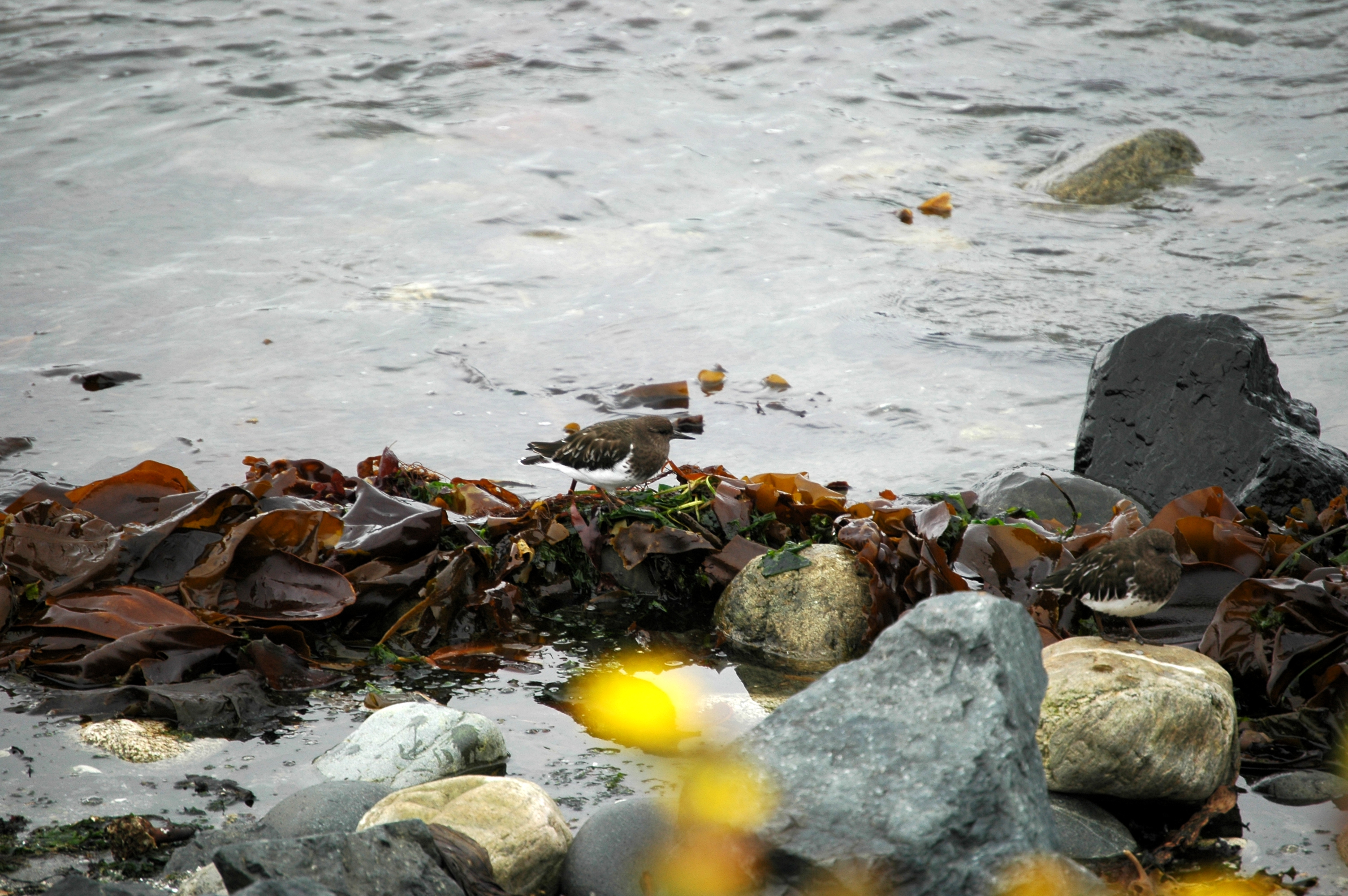 photos/wildlife/Bird_Species/063-Waders/1573-Black_Turnstone/20070921-Canada-09.jpg