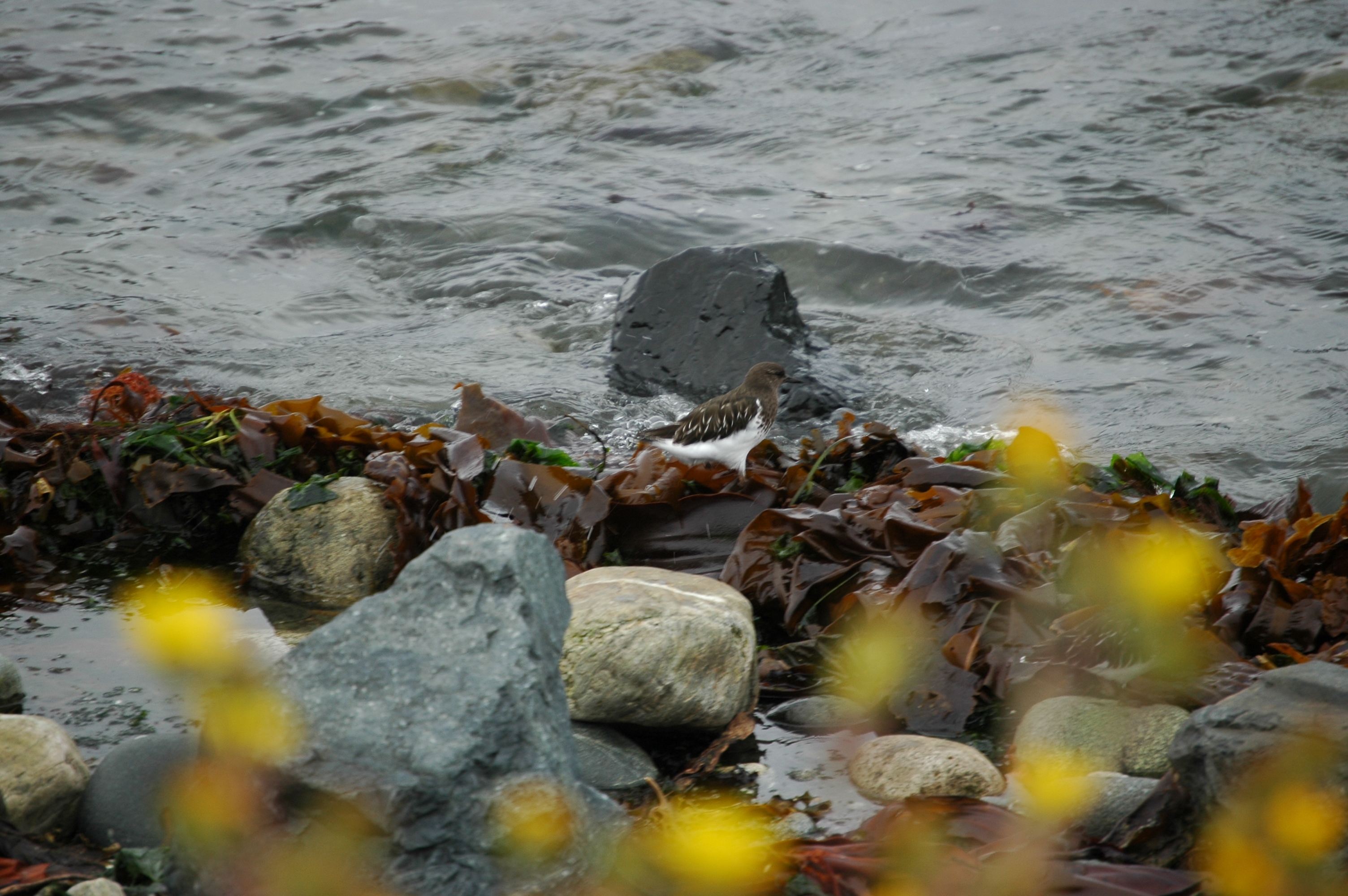 photos/wildlife/Bird_Species/063-Waders/1573-Black_Turnstone/20070921-Canada-10.jpg