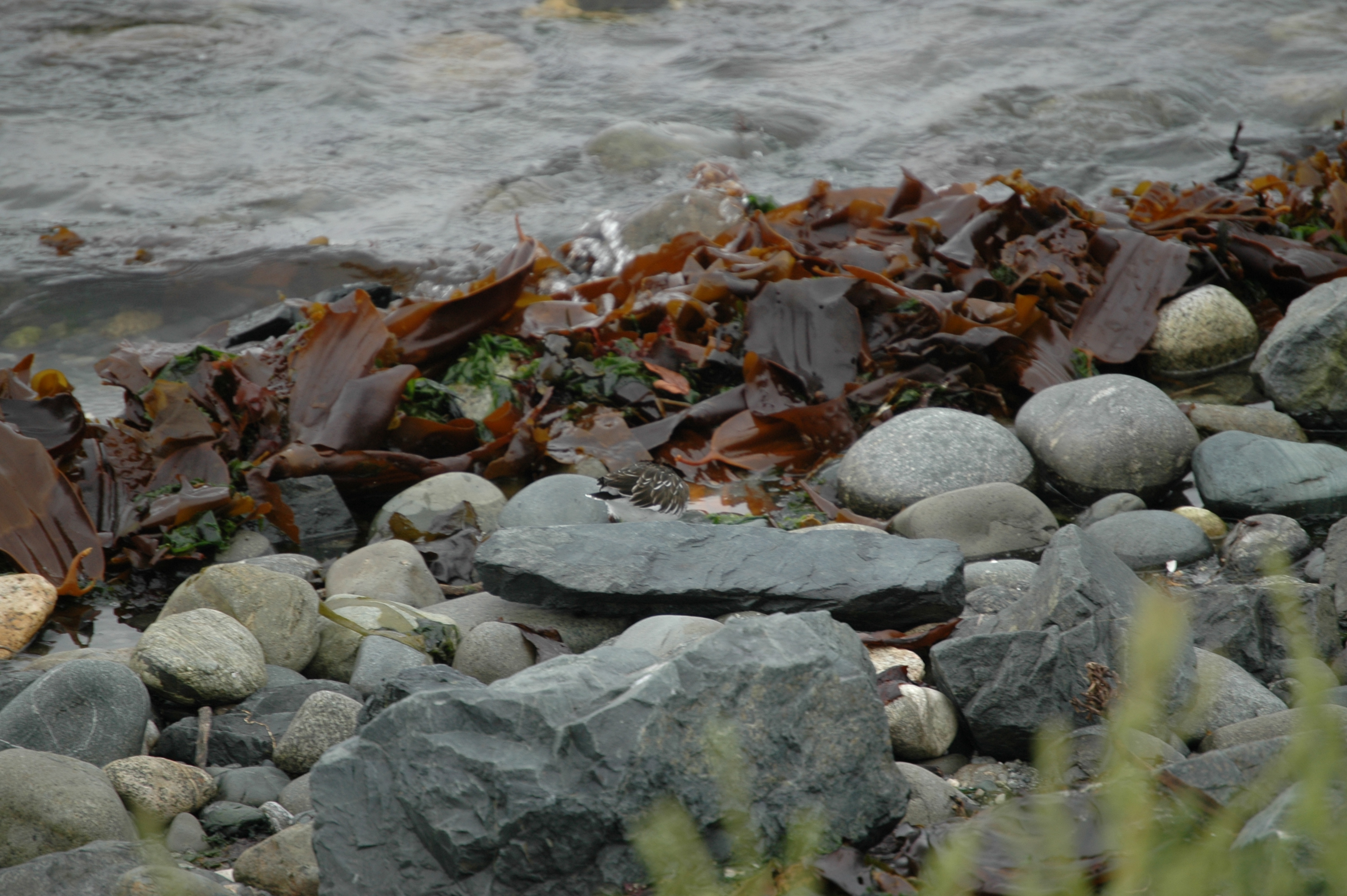 photos/wildlife/Bird_Species/063-Waders/1573-Black_Turnstone/20070921-Canada-11.jpg