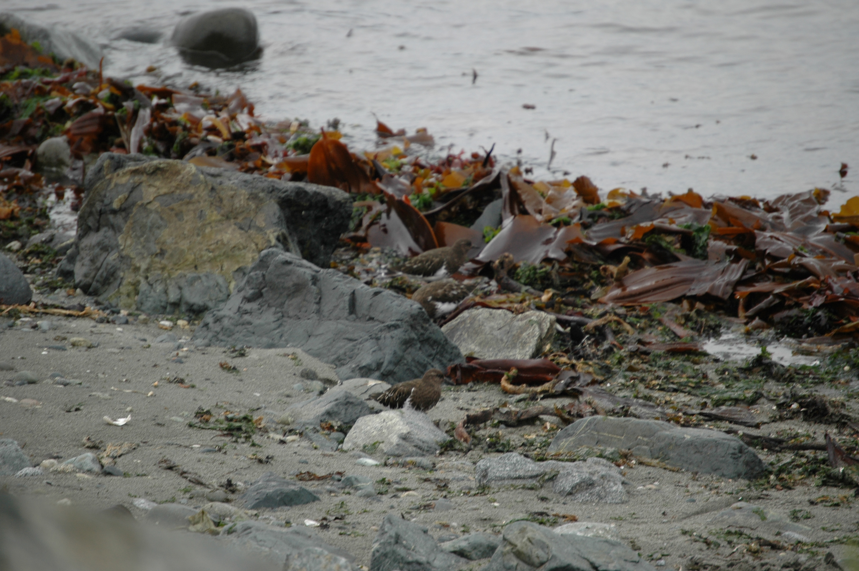 photos/wildlife/Bird_Species/063-Waders/1573-Black_Turnstone/20070921-Canada-12.jpg