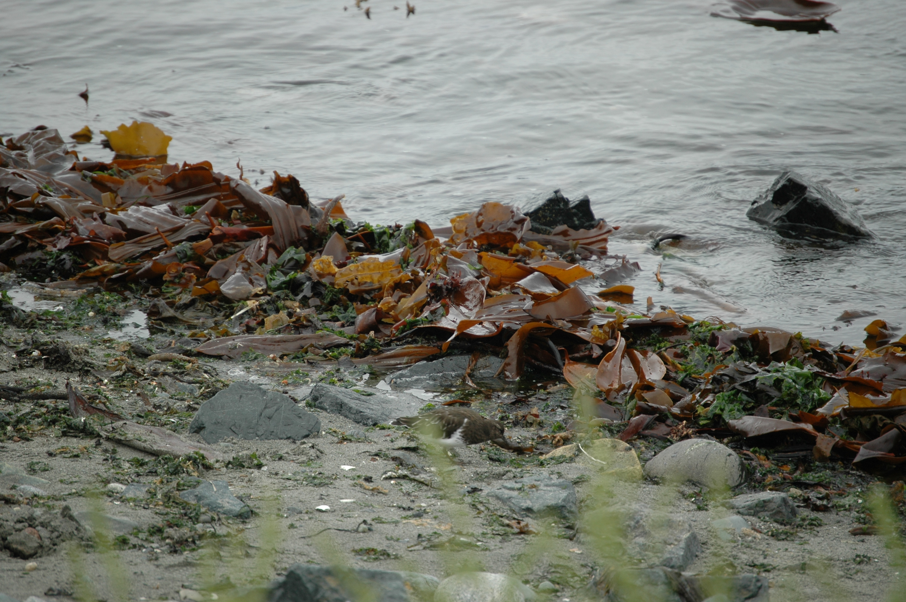 photos/wildlife/Bird_Species/063-Waders/1573-Black_Turnstone/20070921-Canada-13.jpg