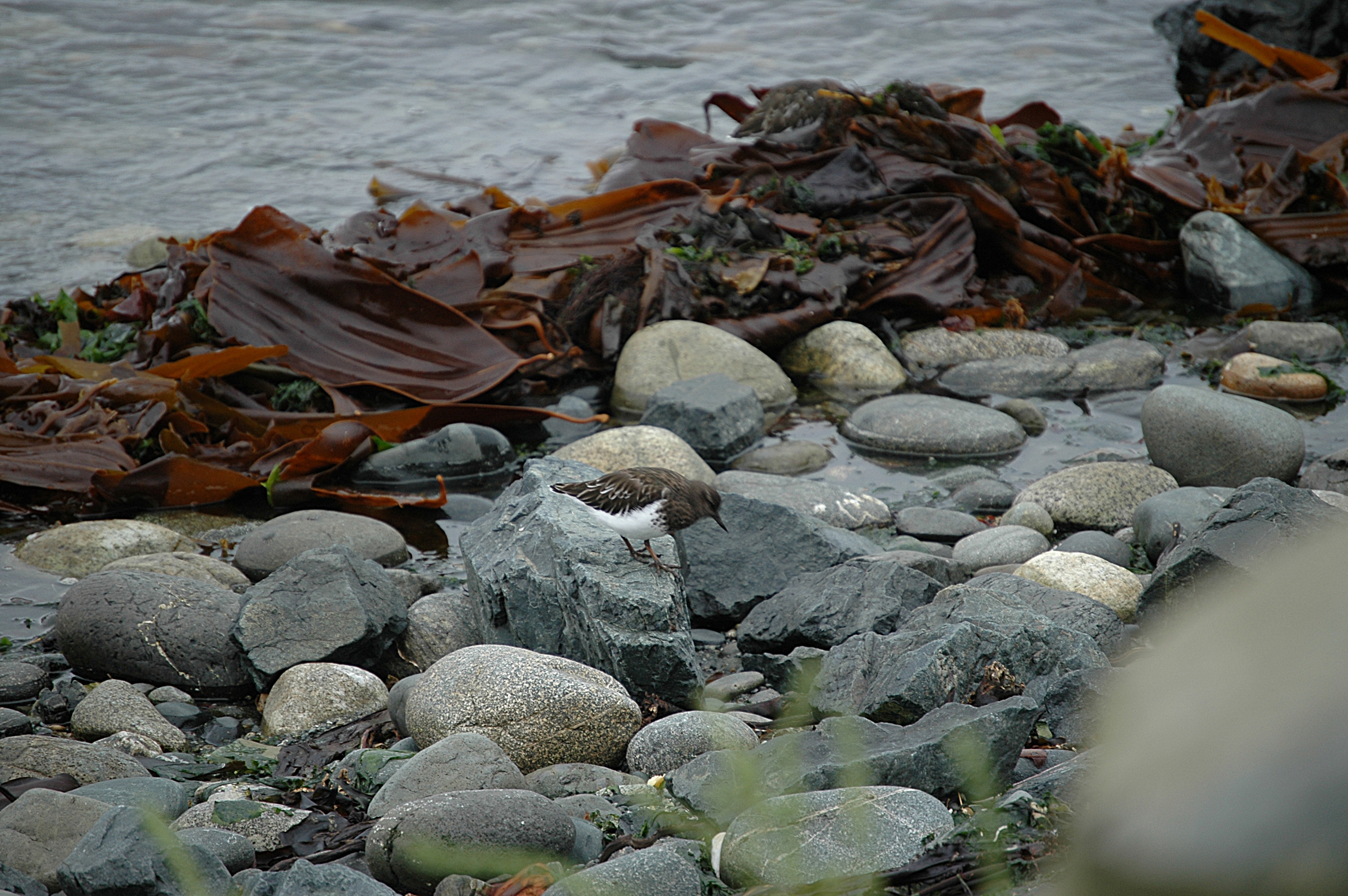 photos/wildlife/Bird_Species/063-Waders/1573-Black_Turnstone/20070921-Canada-14.jpg