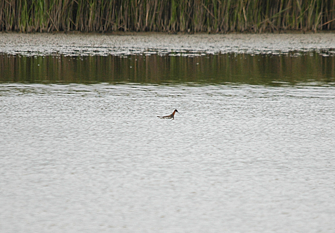 photos/wildlife/Bird_Species/063-Waders/1576-Red-necked_Phalarope/DSC_5931_sm.jpg